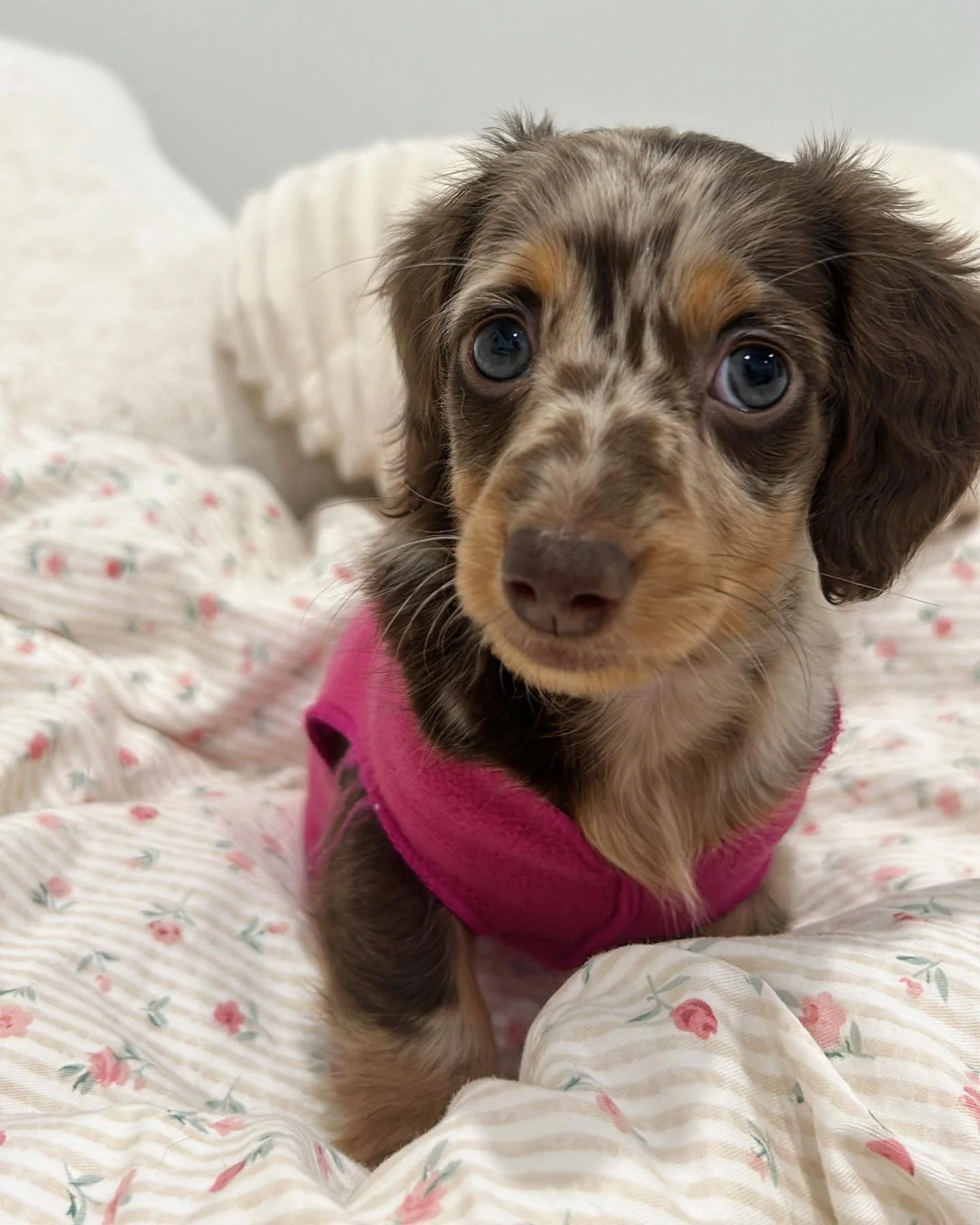 A close-up of a small dapple dachshund puppy with blue eyes wearing a pink shirt, sitting on a bed with a floral sheet and blanket.