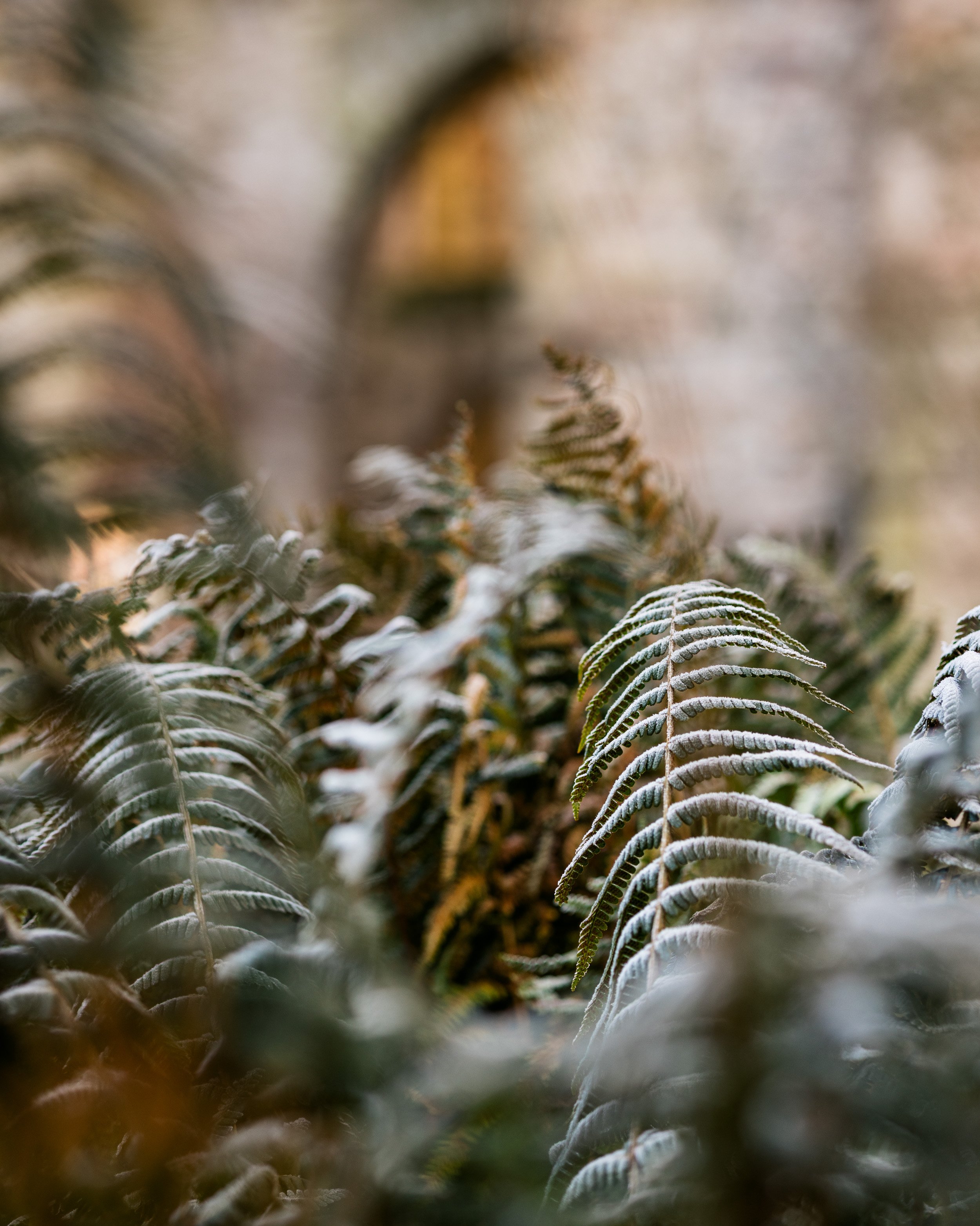 gardens-231201-130539-dryopteris-wallichiana.jpg