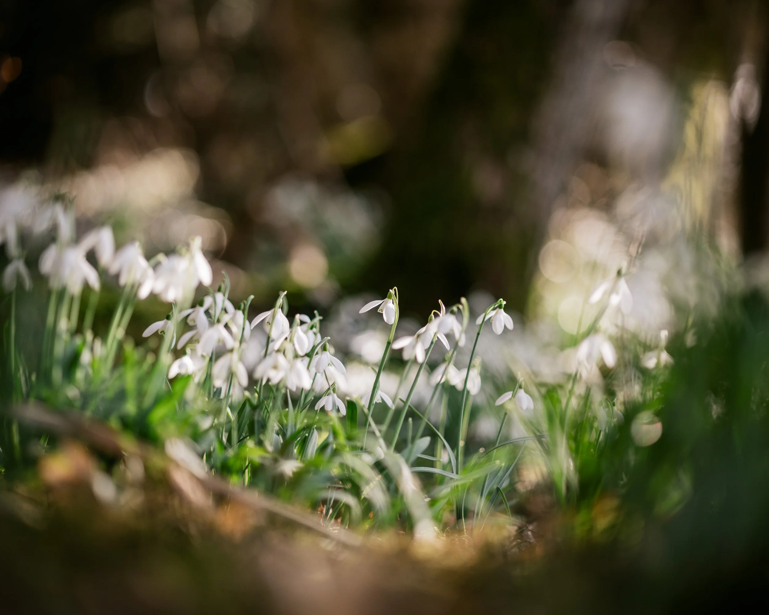gardens-230220-141701-snowdrops.jpg