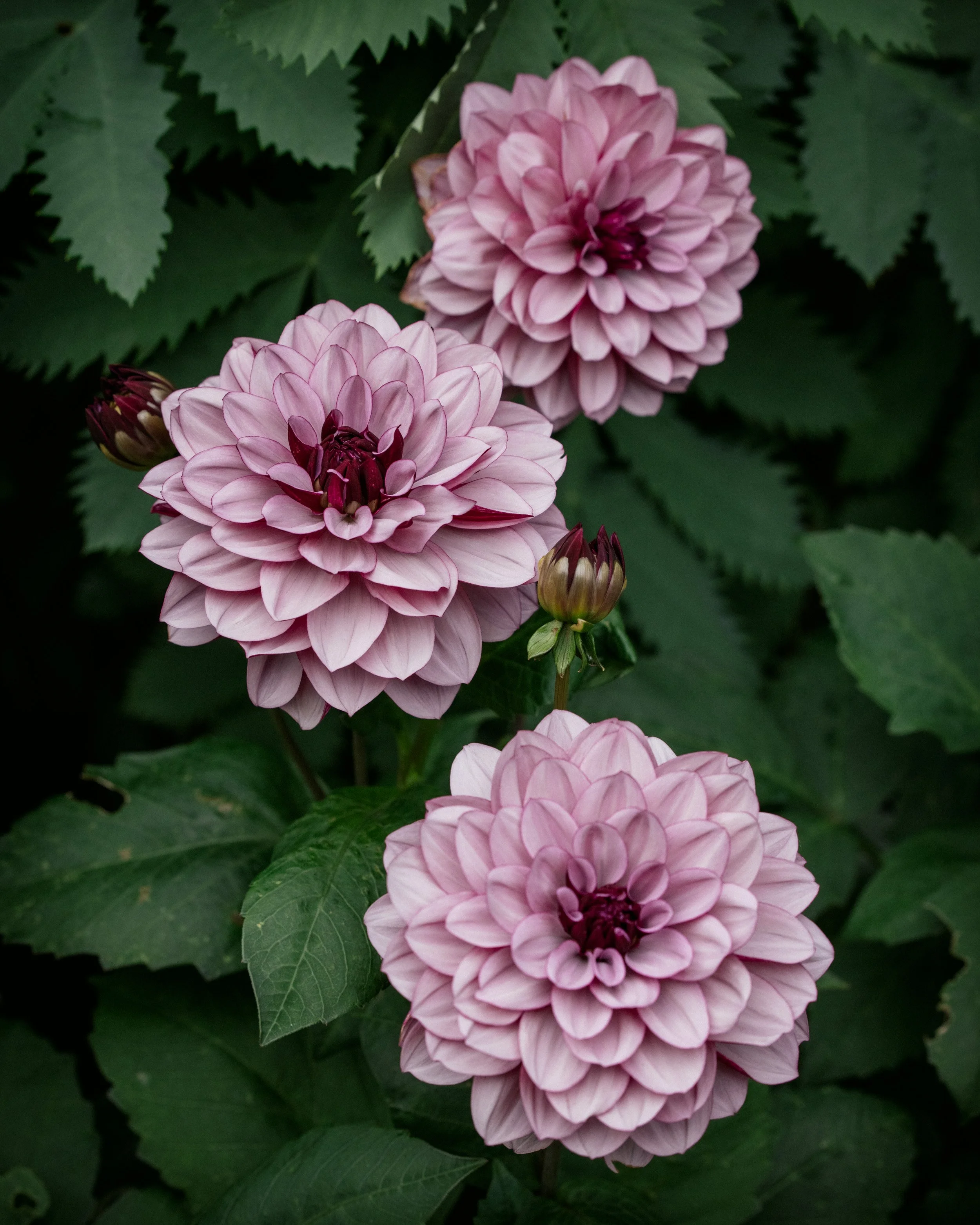 gardens-210820-172436-dahlia.jpg