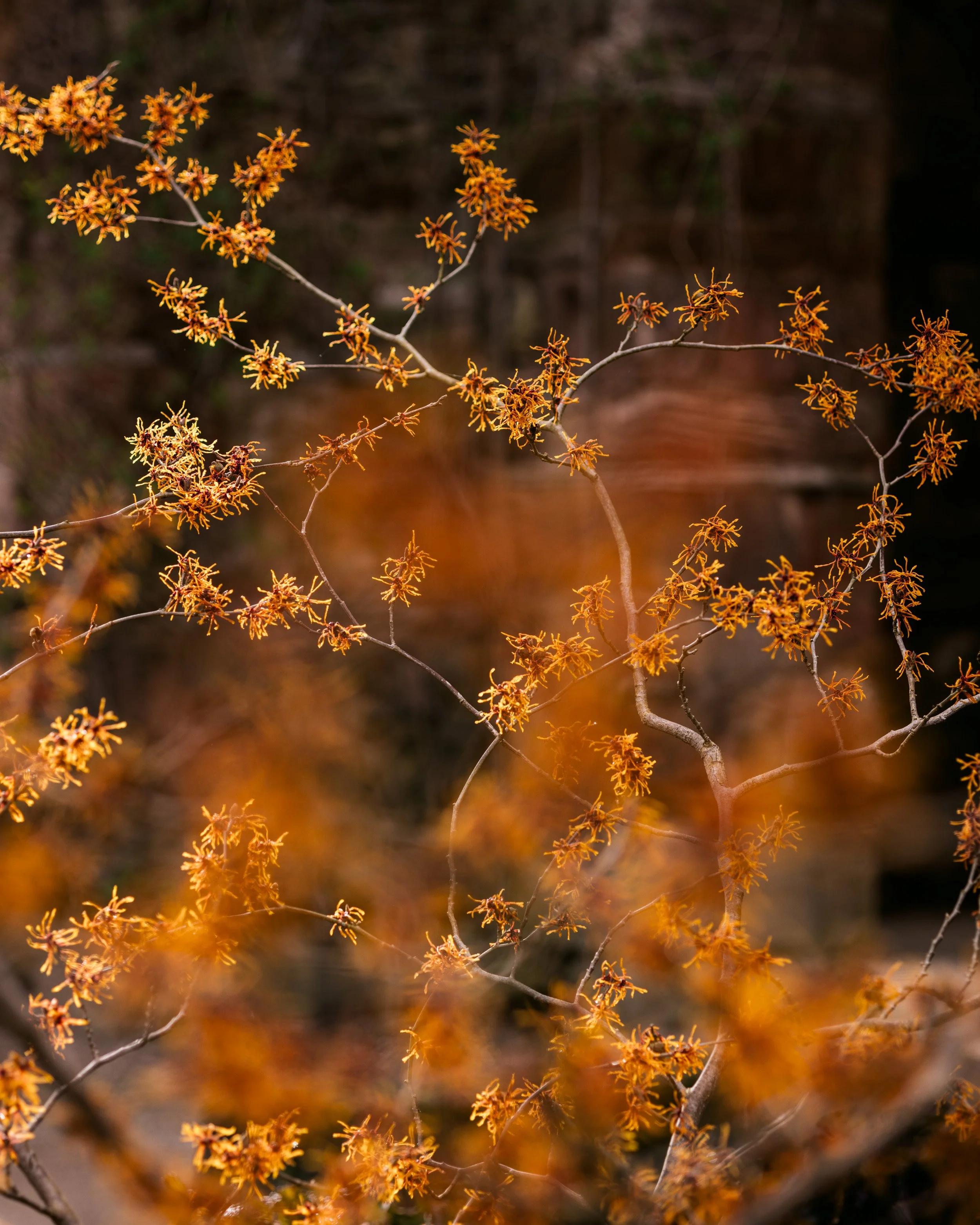 gardens-230220-132224-witch-hazel.jpg