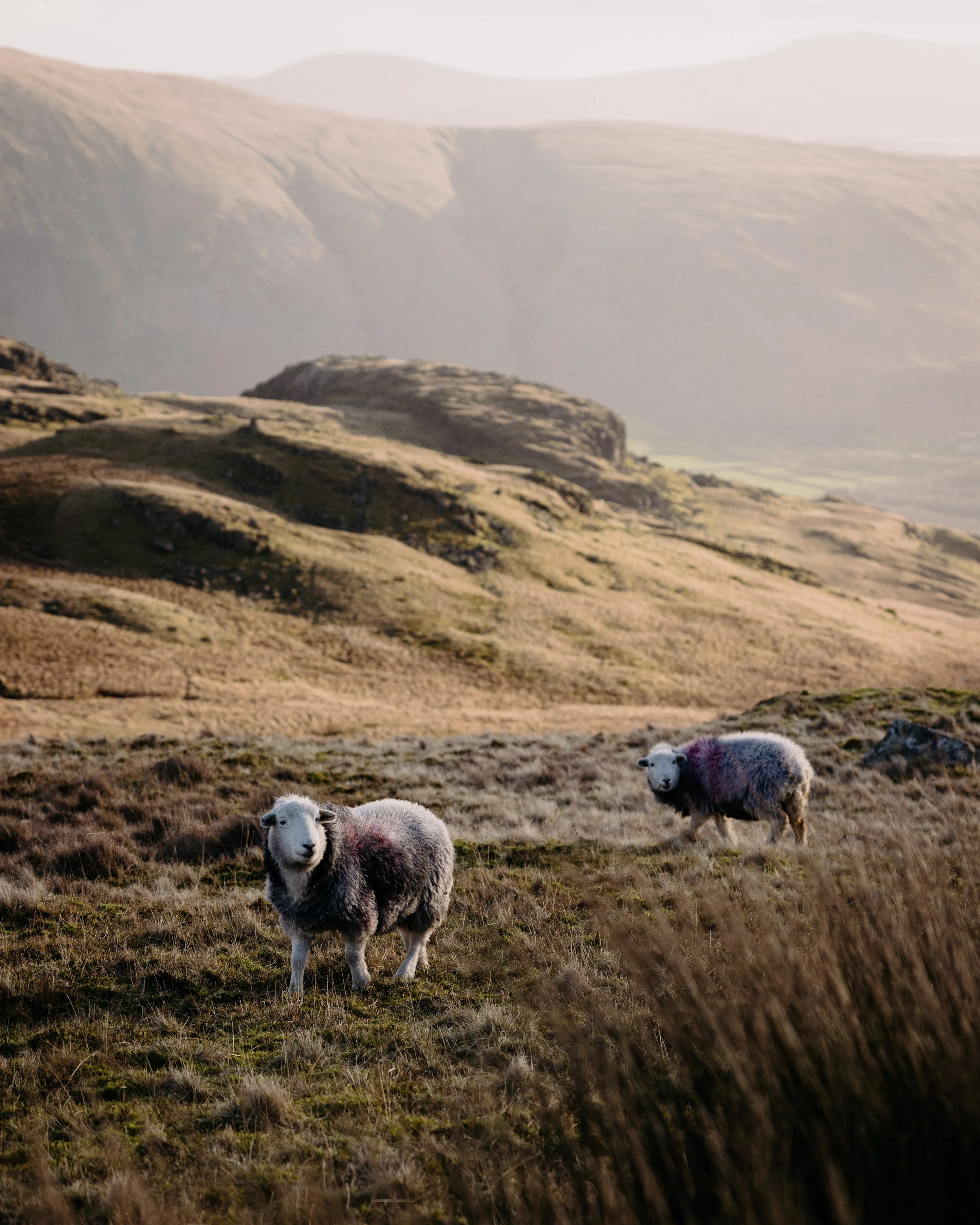 landscapes-220119-144308-herdwicks.jpg
