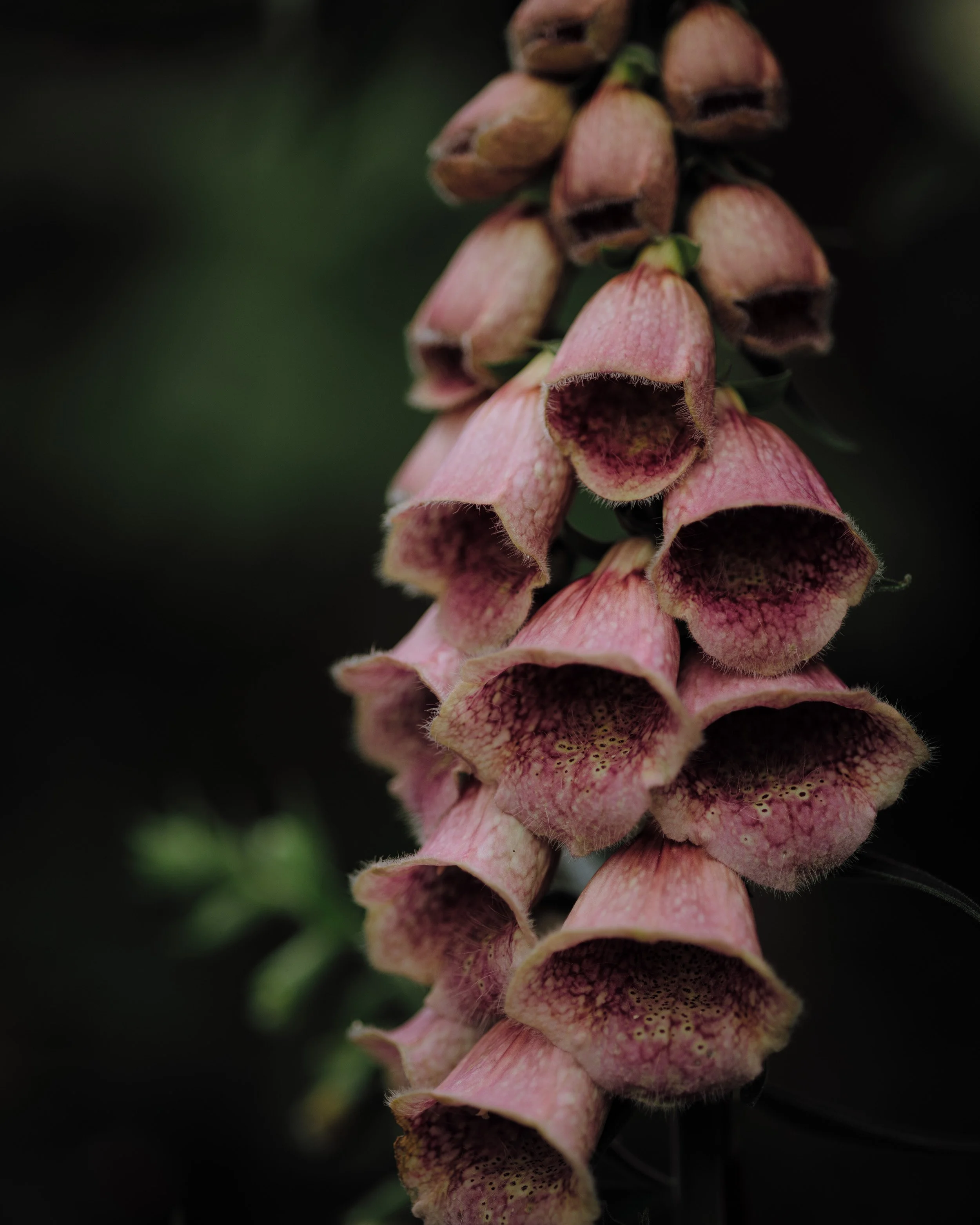 gardens-210708-135947-foxglove.jpg
