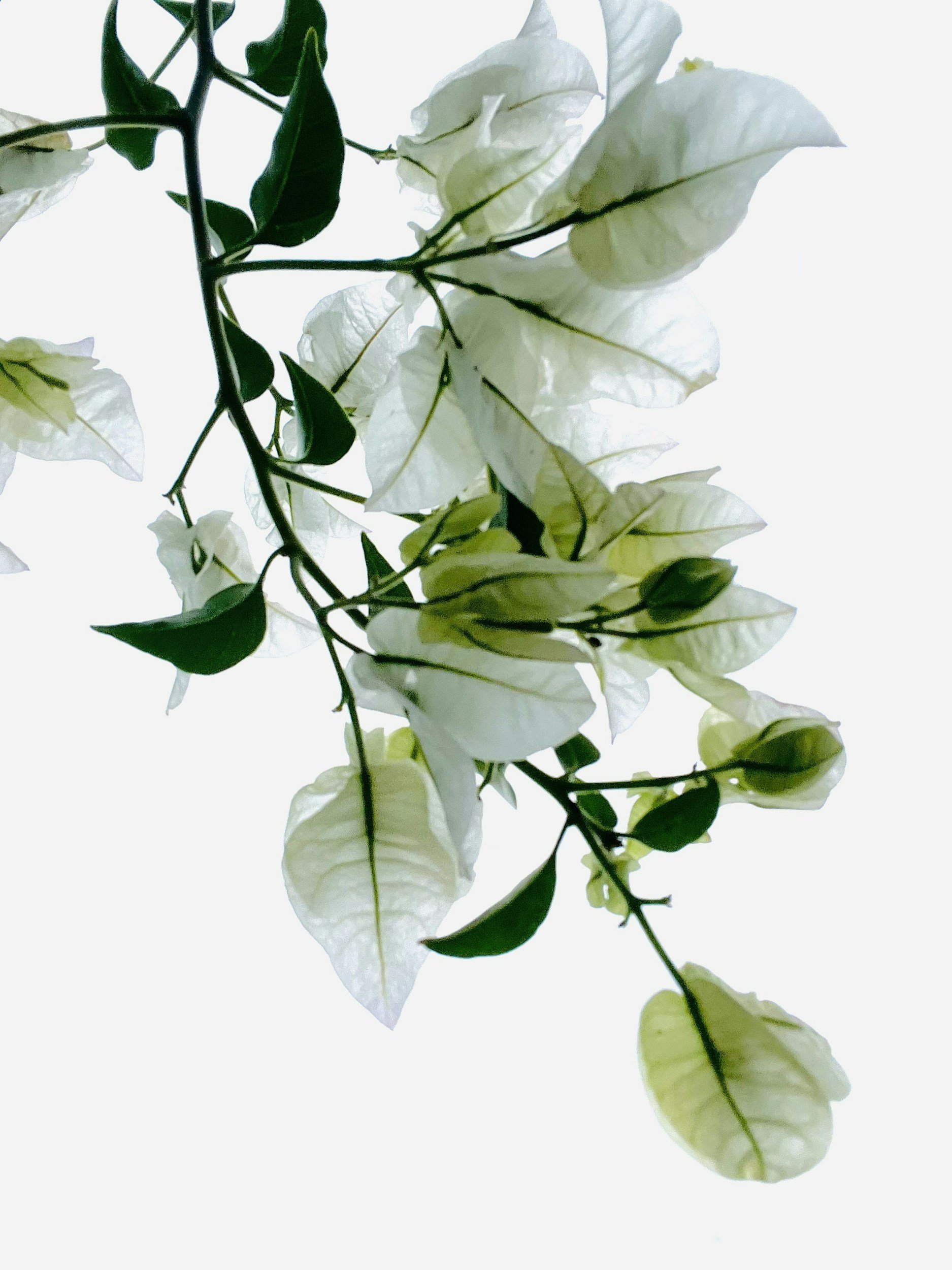 White and green bougainvillea flowers and leaves against a white background.