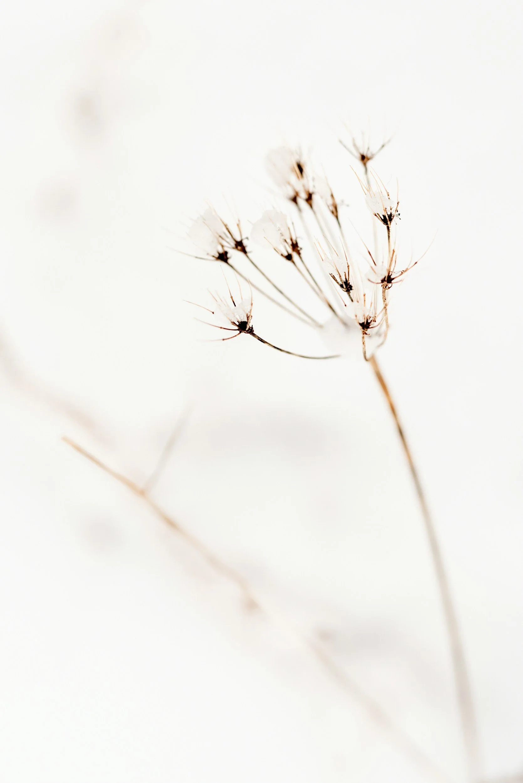 Close-up photograph of delicate dried dandelion seed head on a white background.