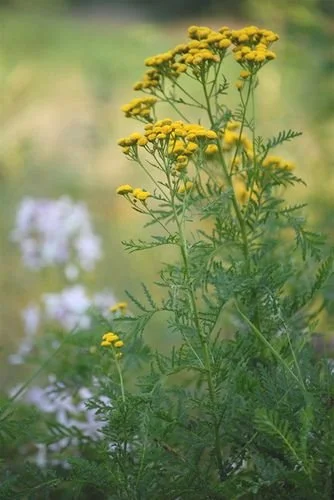 Yellow flowering plants with green fern-like leaves in a natural setting.