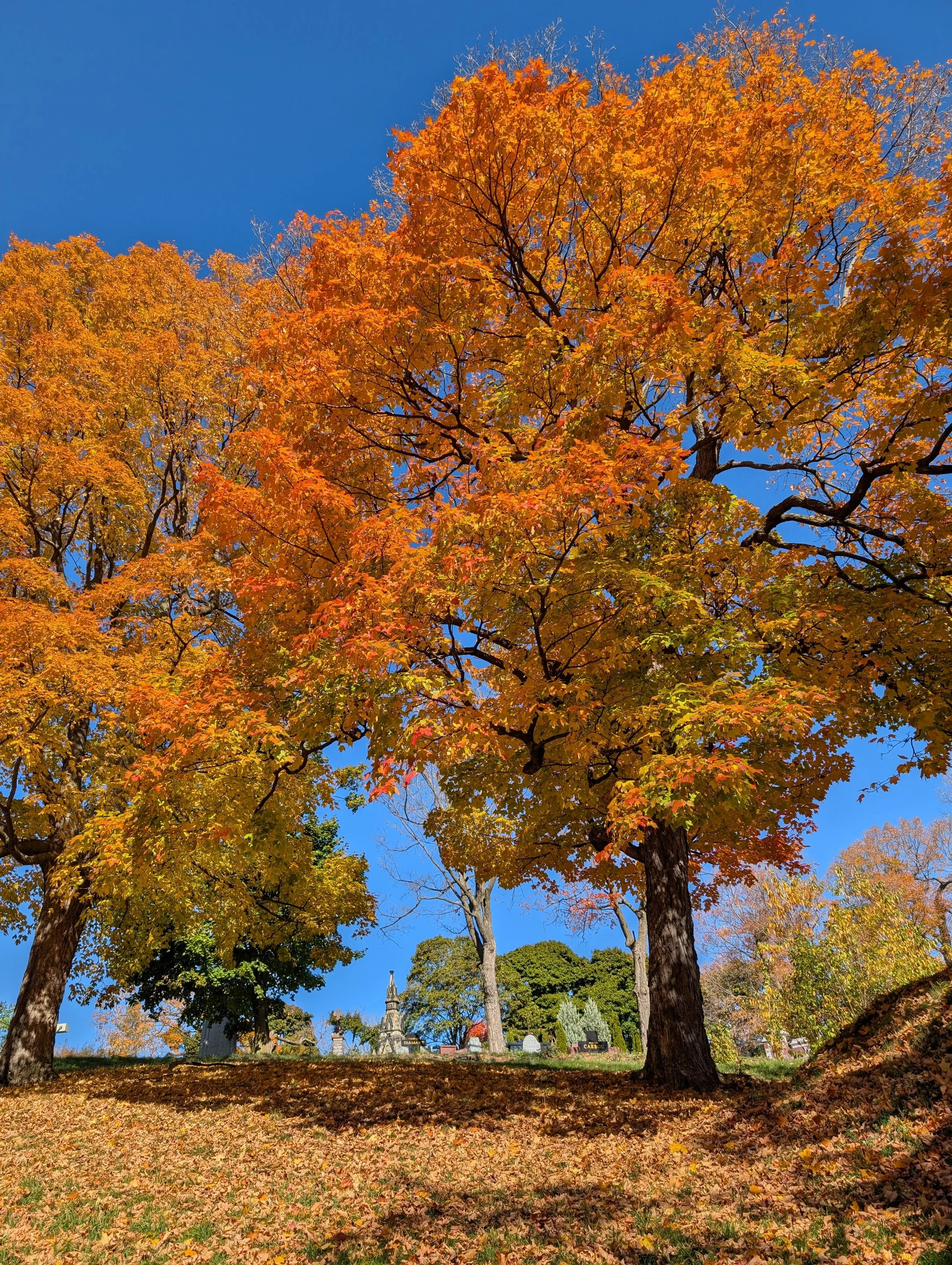 PXL_20251017_162520496 (1).jpg