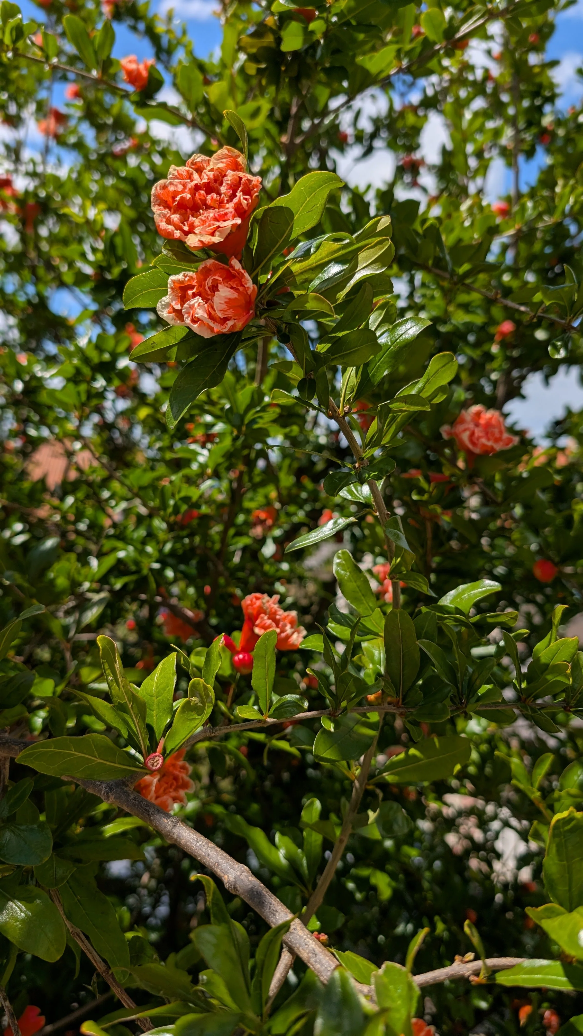 PXL_20260517_111302426.jpg