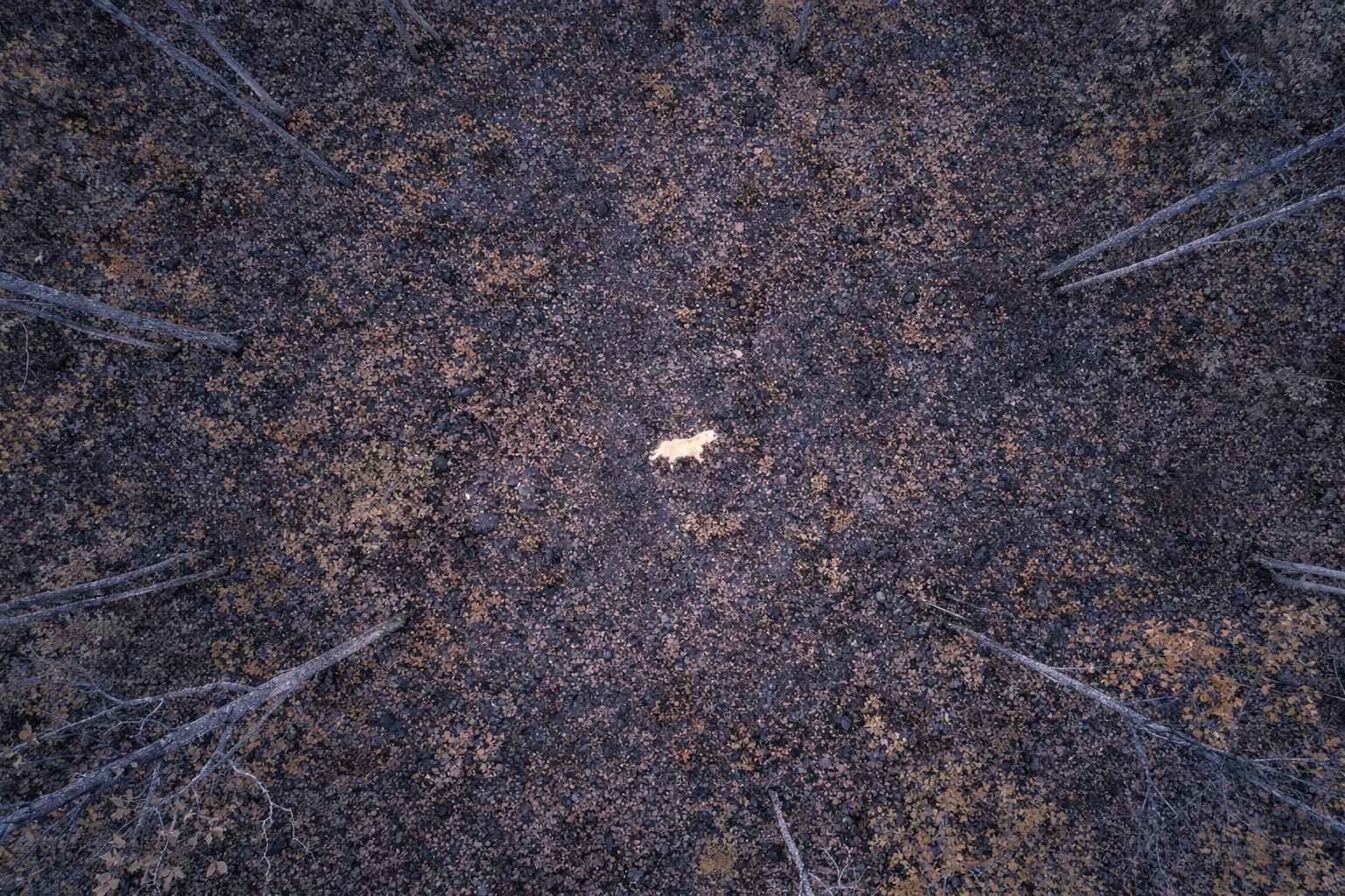 An aerial view of a forest with leafless trees and a small white animal, possibly a dog, lying in the center of the forest floor with brown leaves.