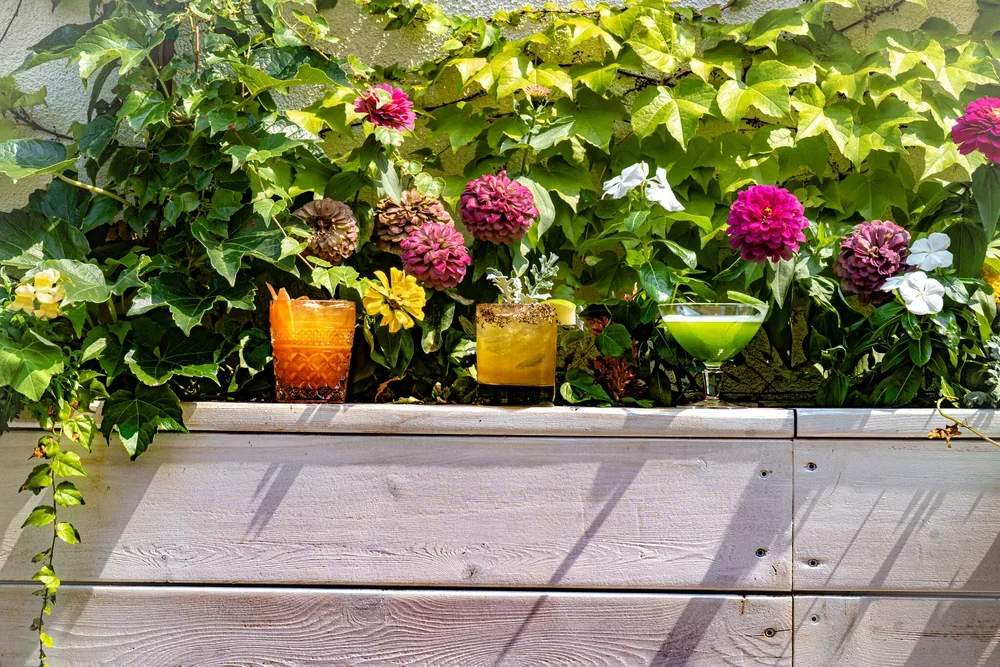 Daisies_Cocktails.webp