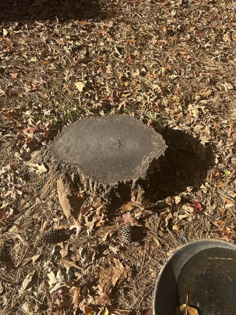 A tree stump prior to our grinding