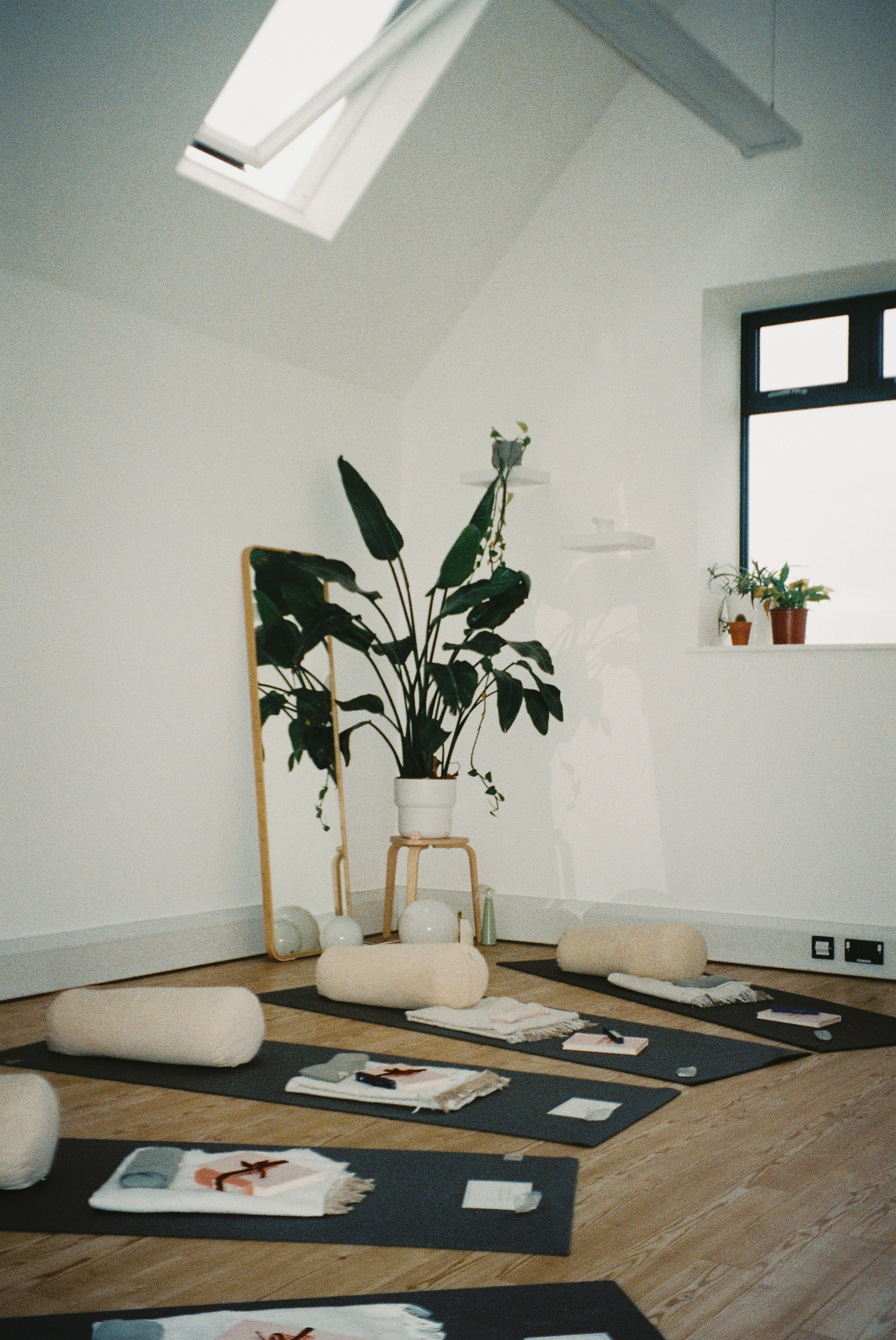 Yoga mats set up in a bright, minimalist room with a skylight, potted plants, and a large indoor plant.