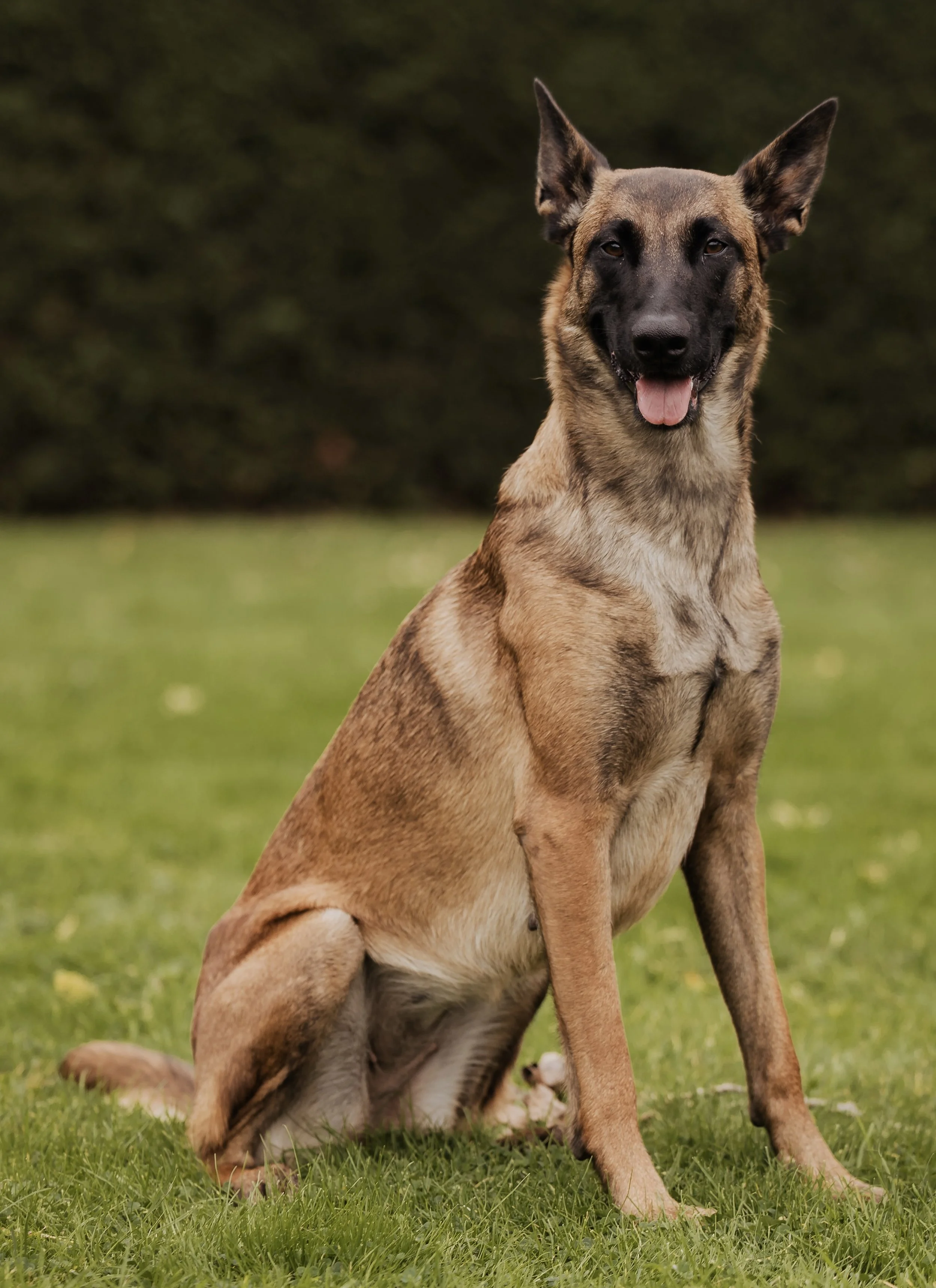 A Belgian Malinois dog sitting on grass outdoors, looking at the camera with tongue slightly out, with a blurred green background.