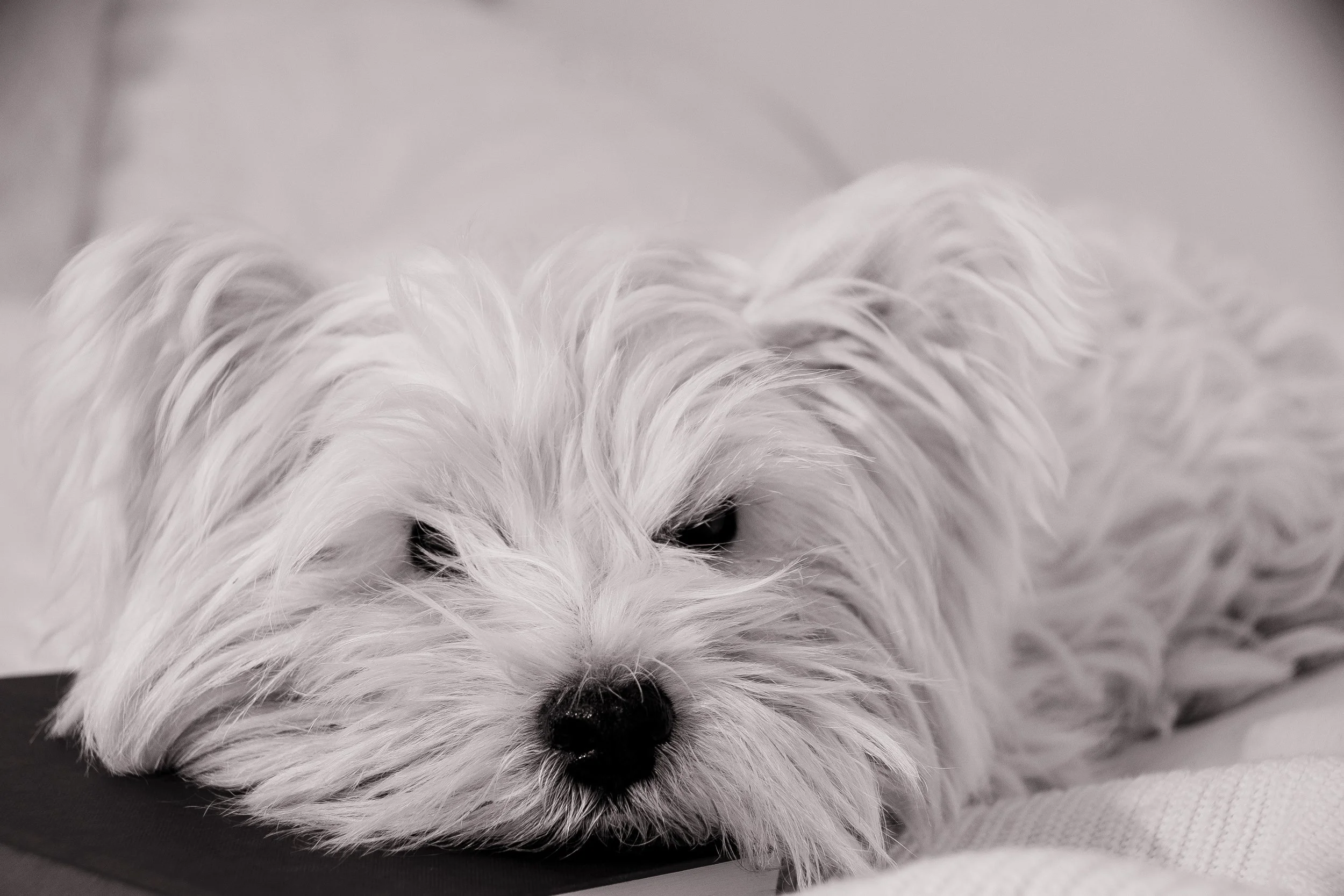 A close-up view of a small, fluffy white dog resting its head on a surface, with its eyes partially open and a black nose.