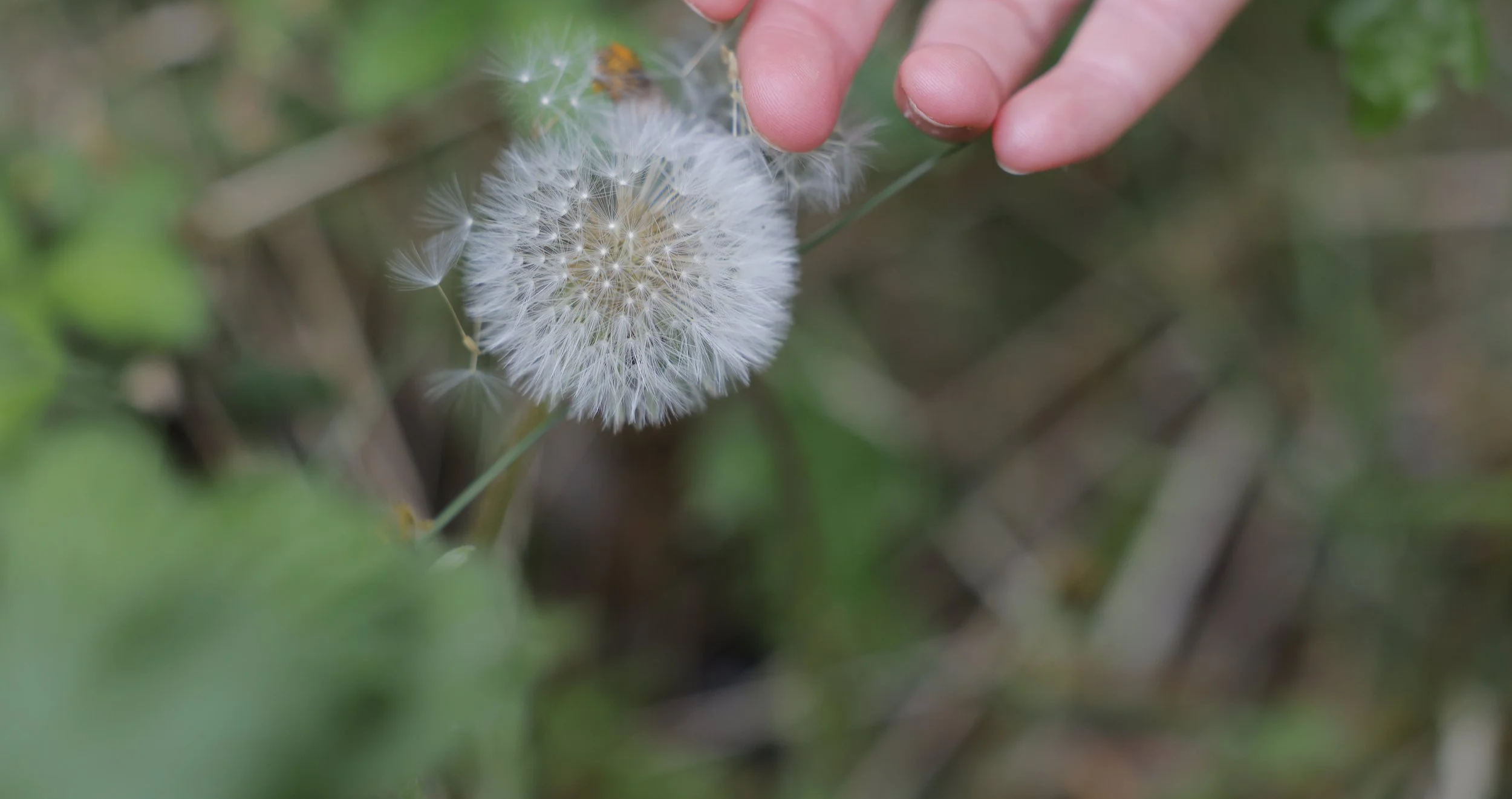 Nahaufnahme einer Pusteblume, die berührt wird als Sinnbild für Sinnlichkeit, Berührung und Intimität