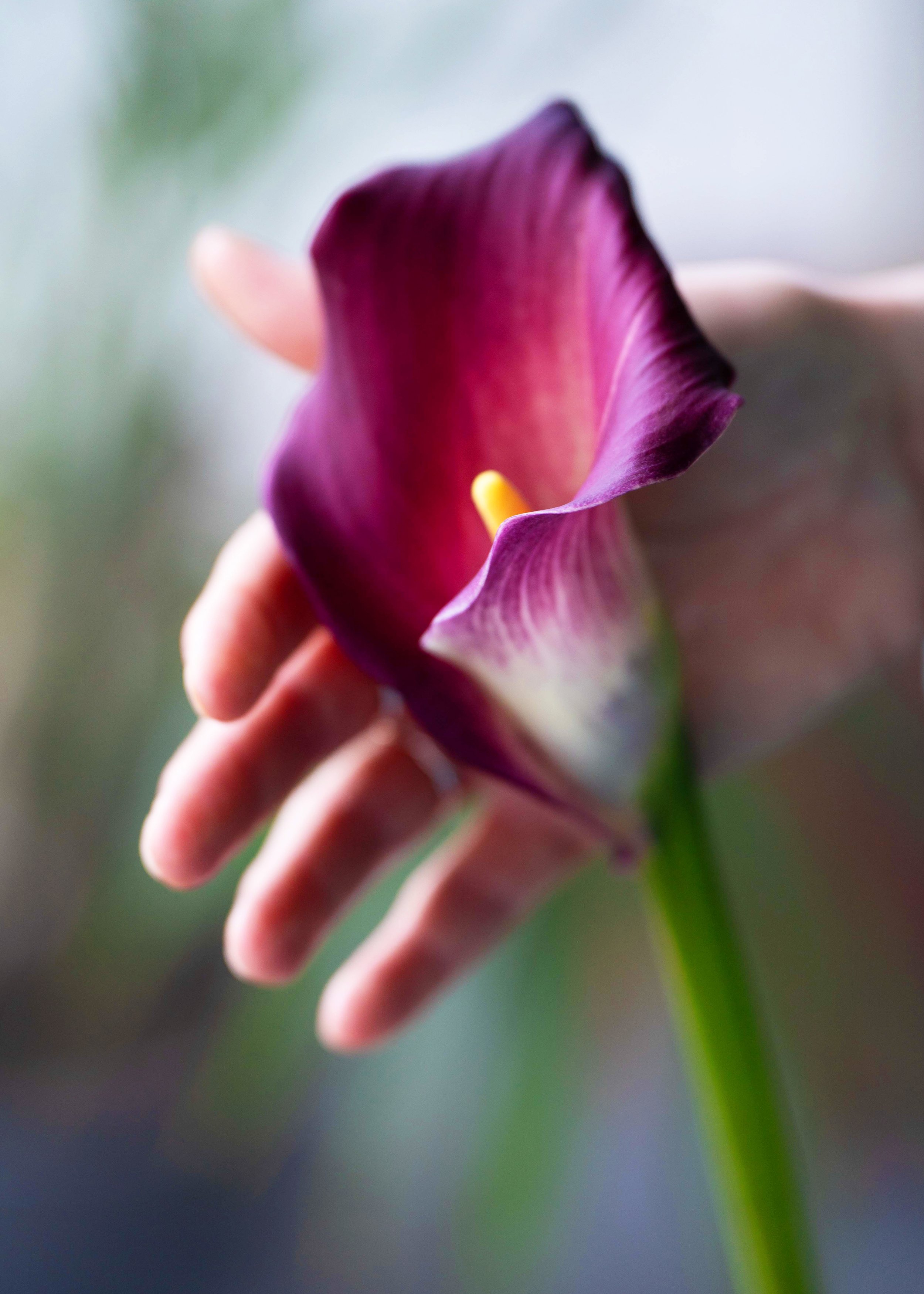 Blume mit Hand als Sinnbild für Berührung und Sinnlichkeit - Sexualberatung Berlin
