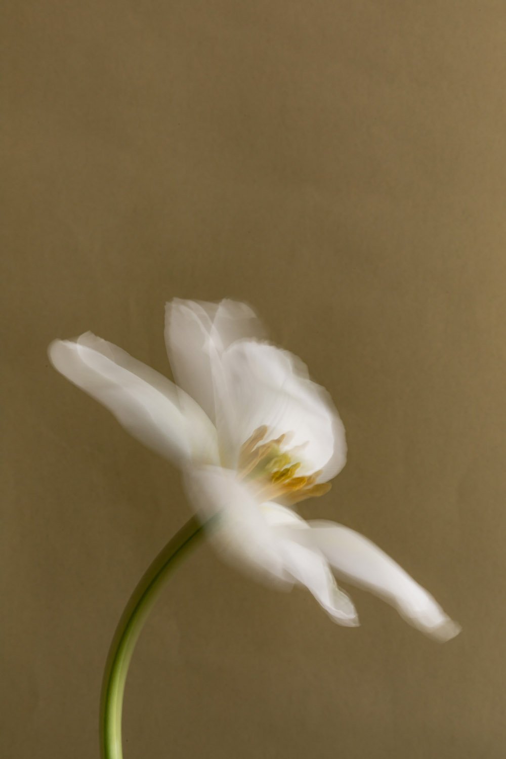 Eine weiße Blume mit gelben Staubblättern auf einem braunen Hintergrund.