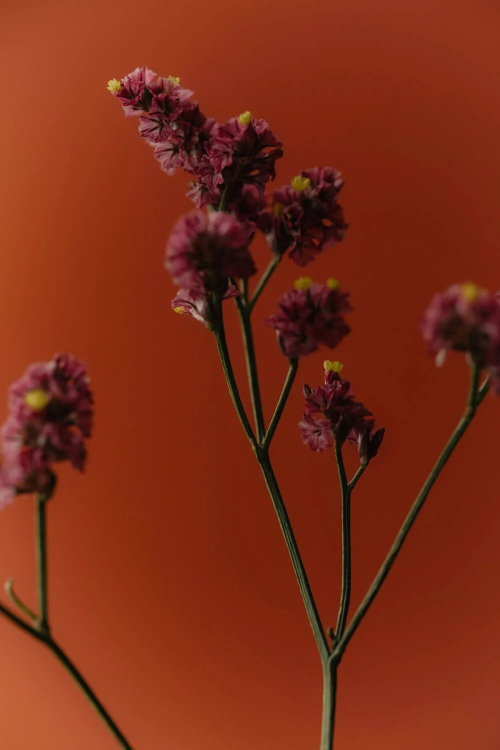 Nahaufnahme von dunkellila Blumen mit gelben Staubblättern vor einem orangefarbenen Hintergrund