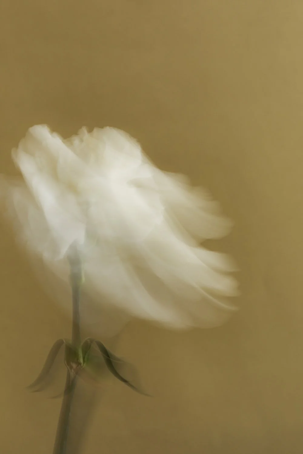 Nahaufnahme einer weißen Blume mit unscharfem Hintergrund, möglicherweise bei Wind bewegt.