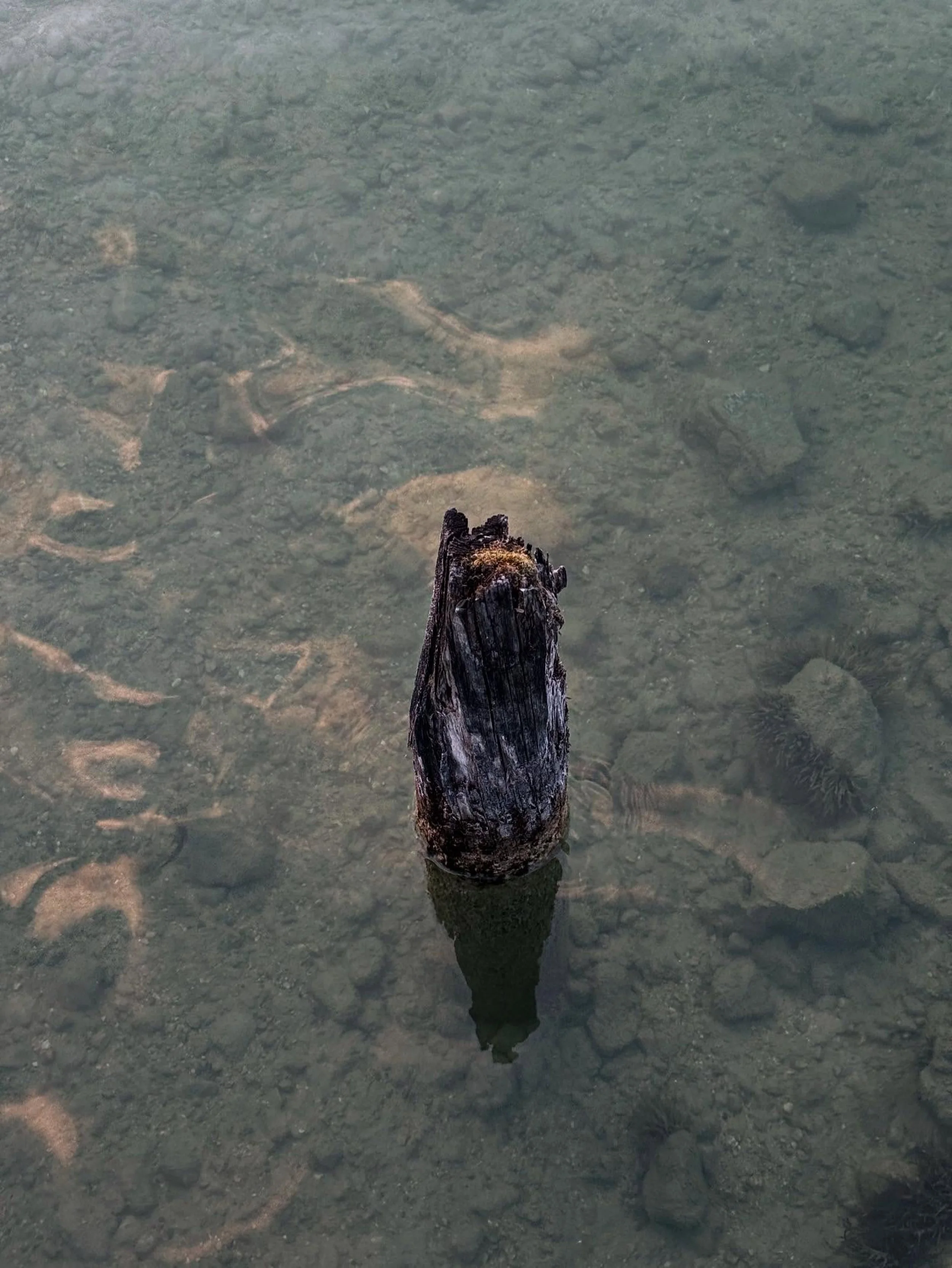 Verwitterte Holzpfähle im Wasser