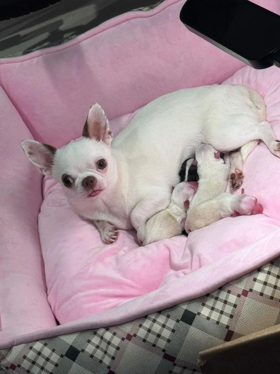 Una perra blanca de raza pequeña alimentándose de sus cachorros en una cama rosa.