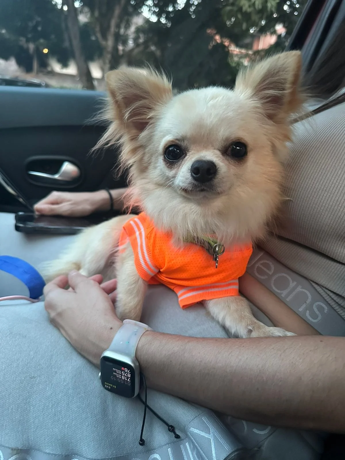Perro pequeño con pelaje crema y orejas puntiagudas, usando un abrigo naranja con rayas blancas, sentado en el asiento del coche, mirando hacia la cámara.