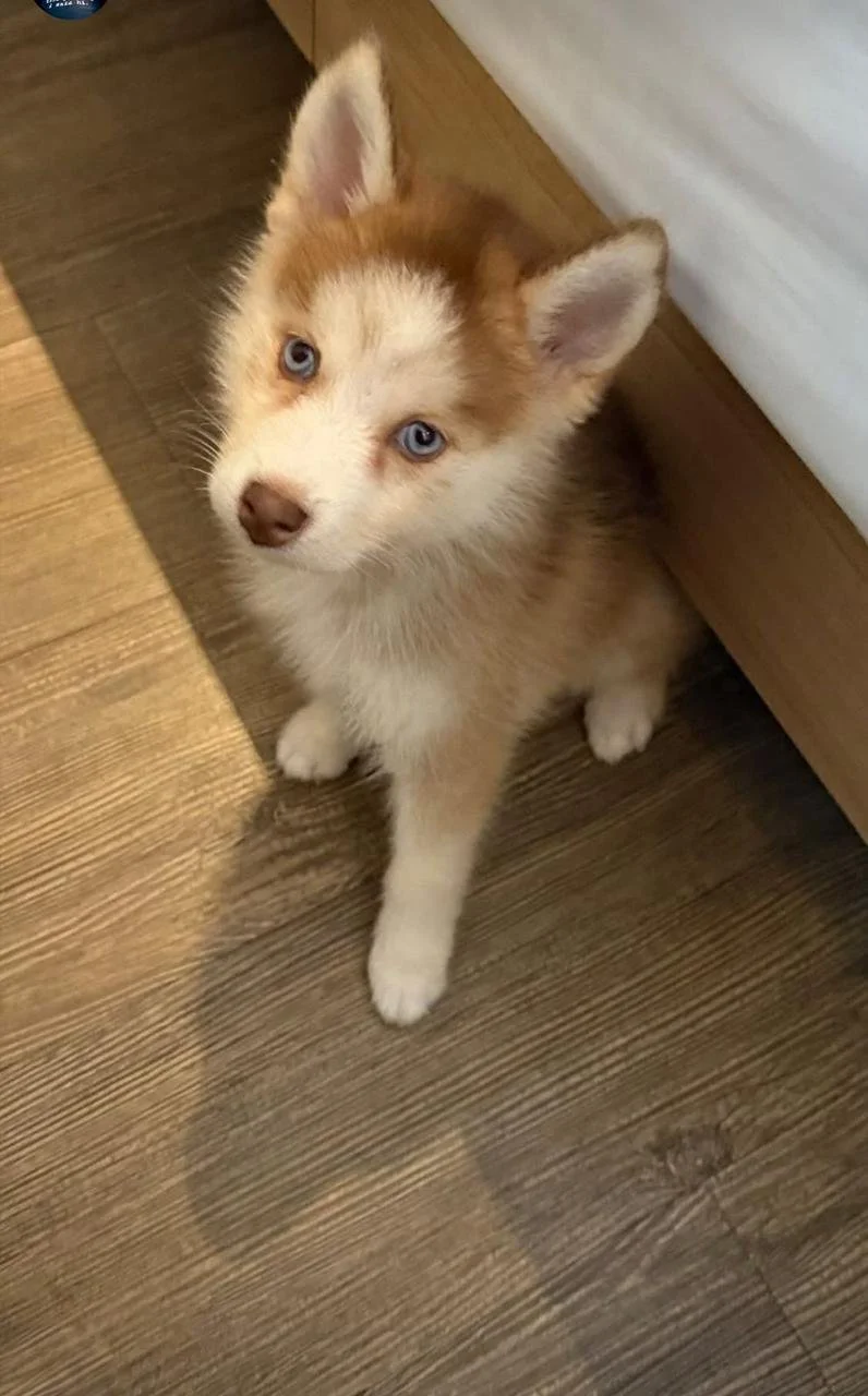 Cachorro de perro husky con ojos azules, de pelaje marrón y blanco, sentado en un suelo de madera.
