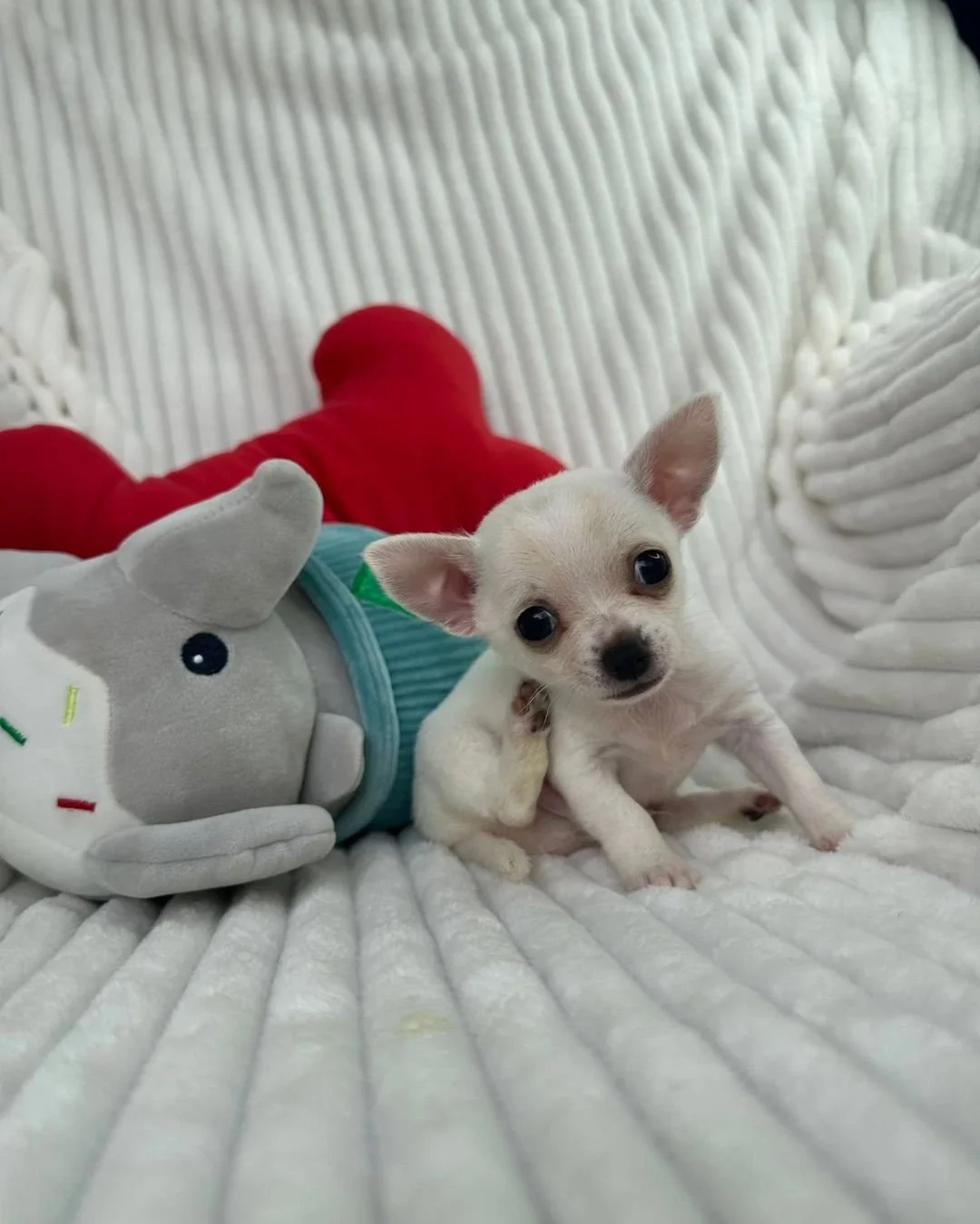 Un cachorro pequeño de color blanco, sentado en una manta blanca con textura acanalada, acompañado de una duende de peluche con gorro y un oso de peluche con pijama azul y patas rojas.