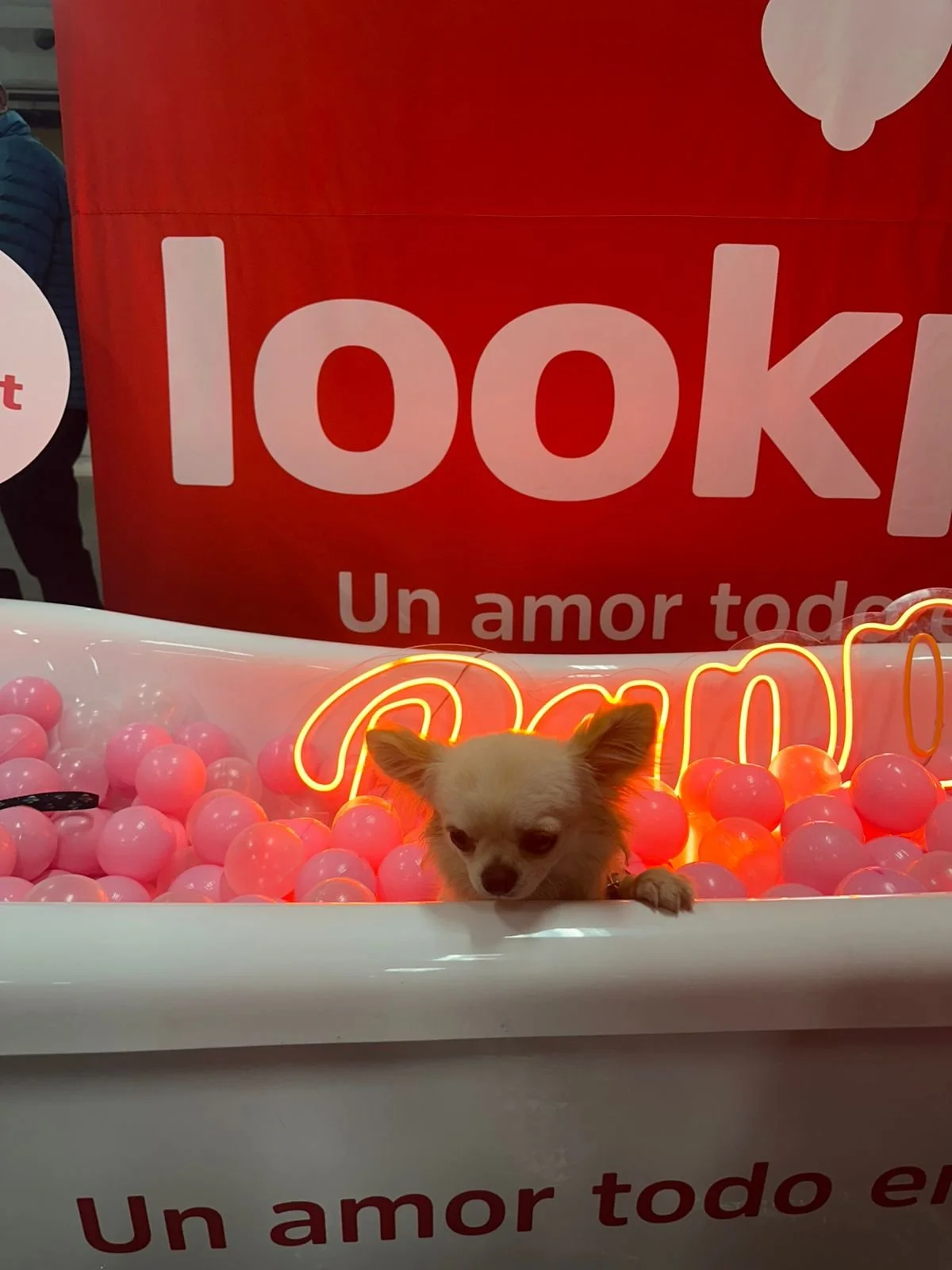 Un perro pequeño en una tina con bolas rosadas, rodeado de luces de neón color naranja. En el fondo, un cartel rojo con la palabra 'look' y la frase 'Un amor todo en'.
