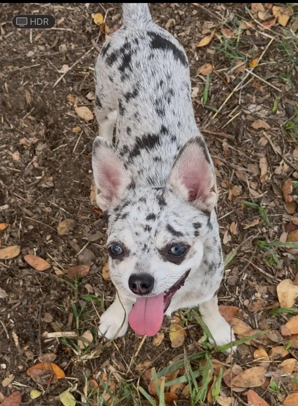 Perro pequeño de pelaje blanco con manchas negras y grises, orejas erguidas, lengua afuera, en tierra con hojas y hierba.