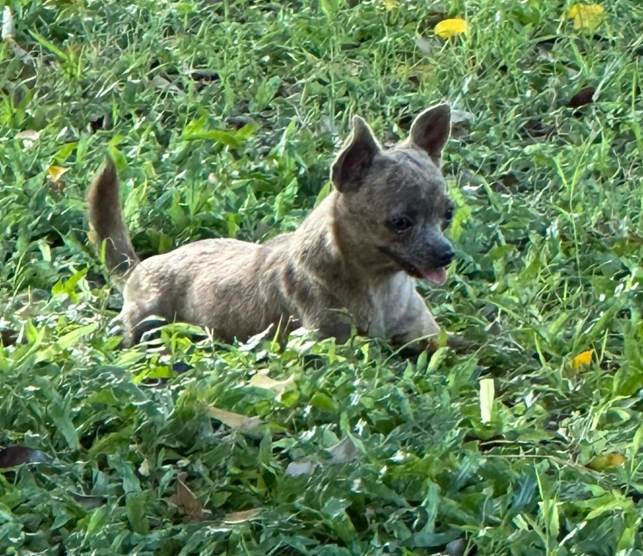 Un cachorro caminando entre la hierba verde en un campo.