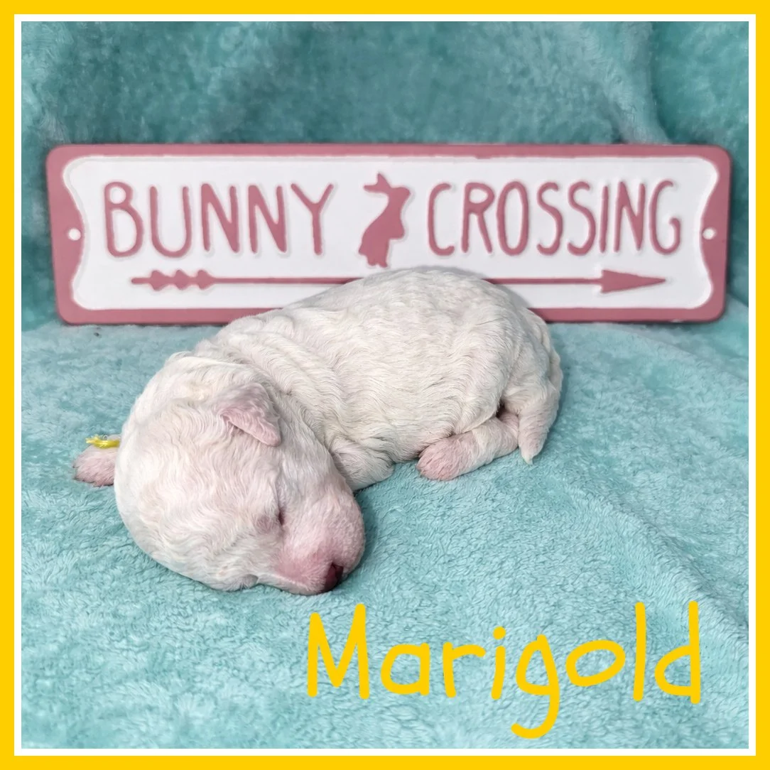 Marigold - Yellow 2 weeks old.jpg