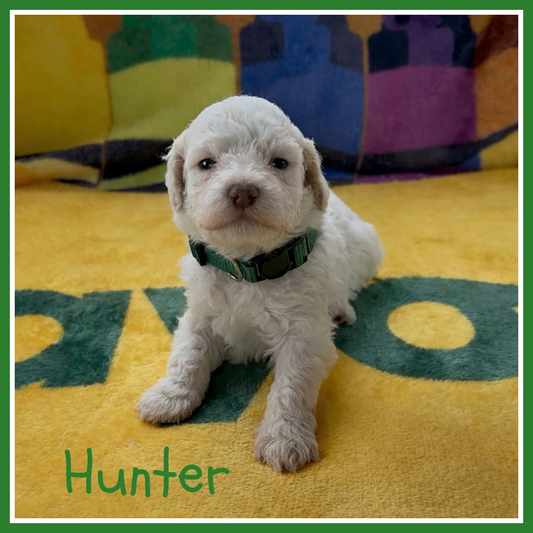 Hunter 3 weeks old.jpg