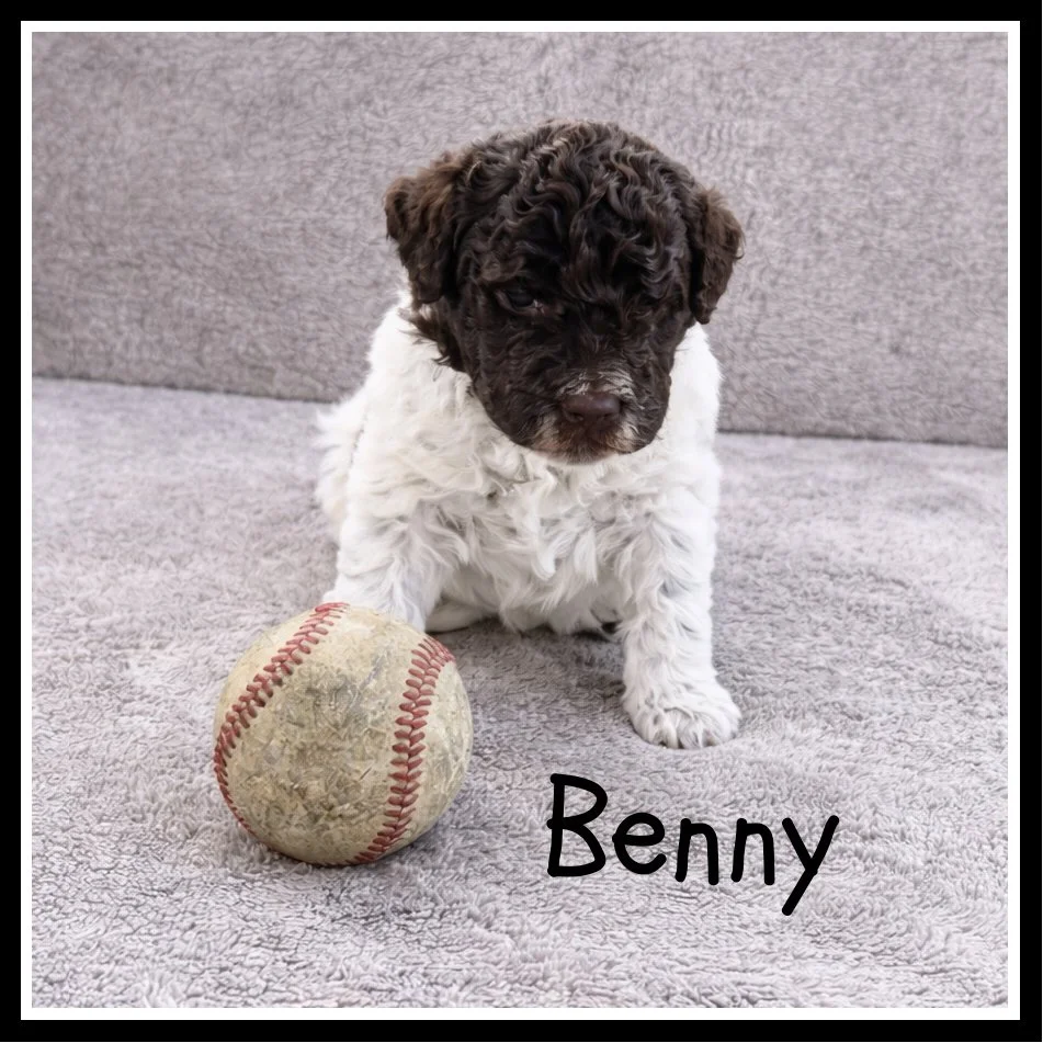 Benny 3 weeks old.jpg
