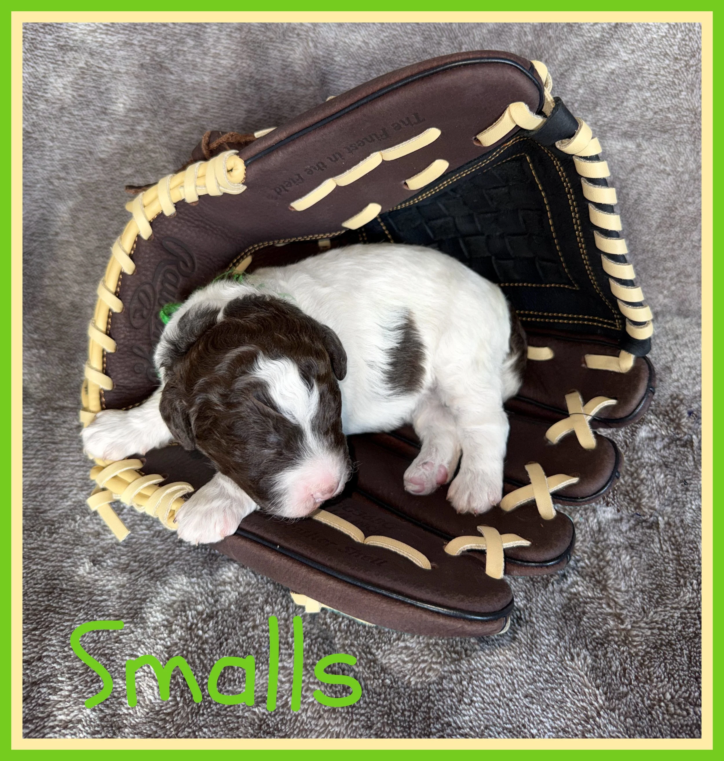 Smalls - Green Brown and White Boy One Week.jpg