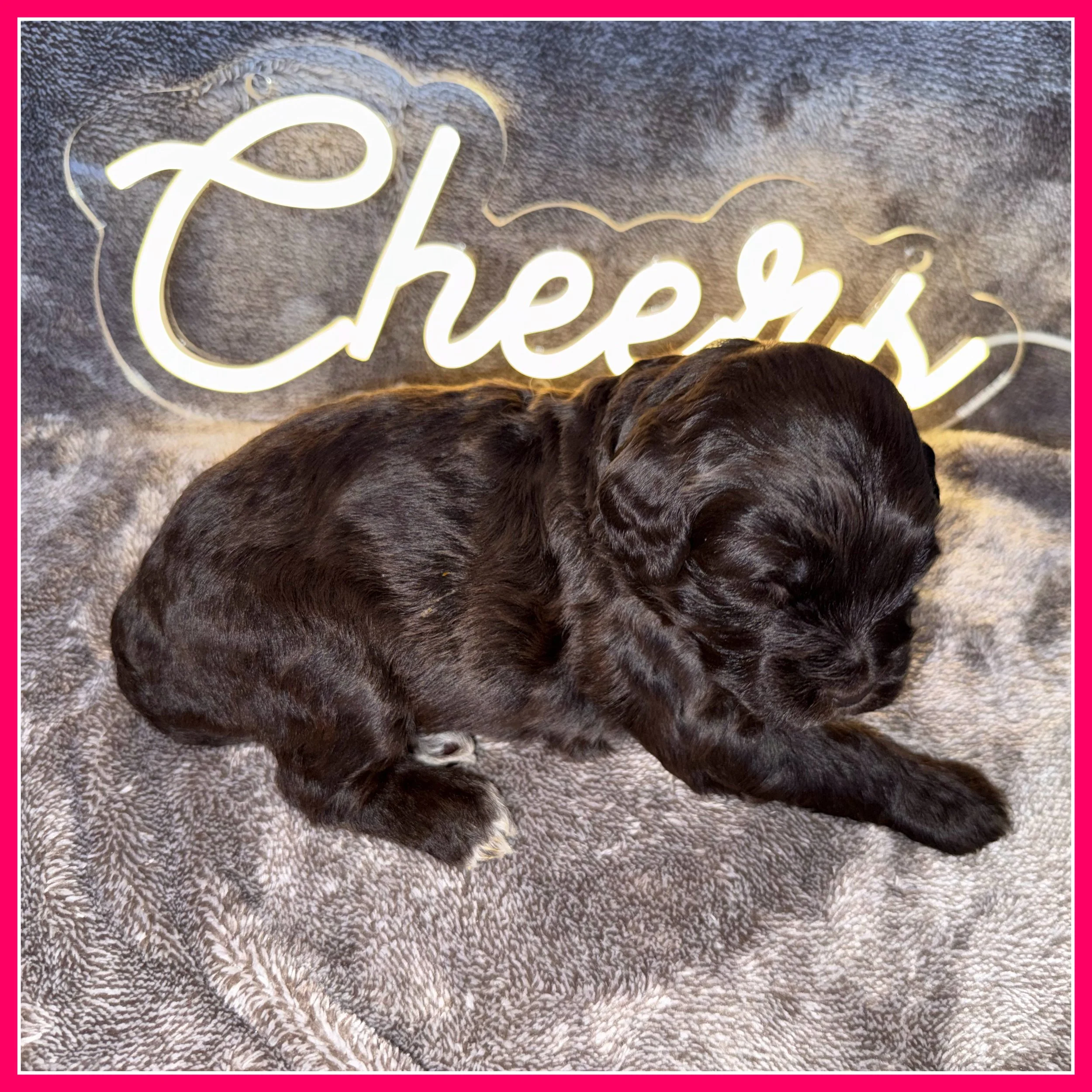 Leinie 3-weeks old.jpg