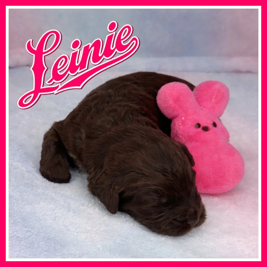 Leinie 2 weeks old.jpg
