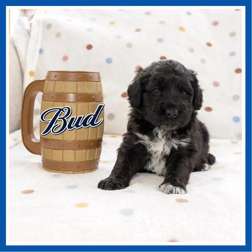 Bud 4 weeks old.jpg