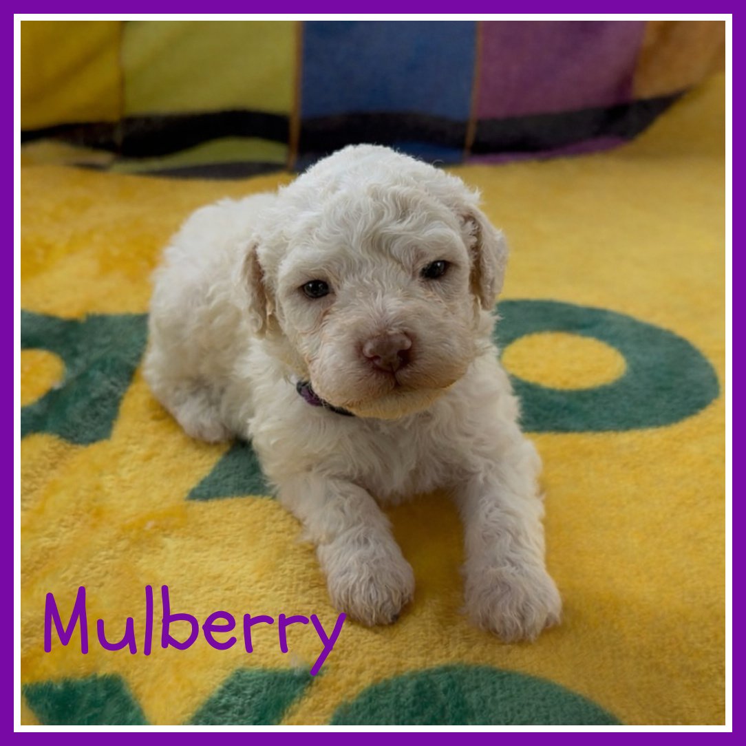 Mulberry 3 weeks old.jpg