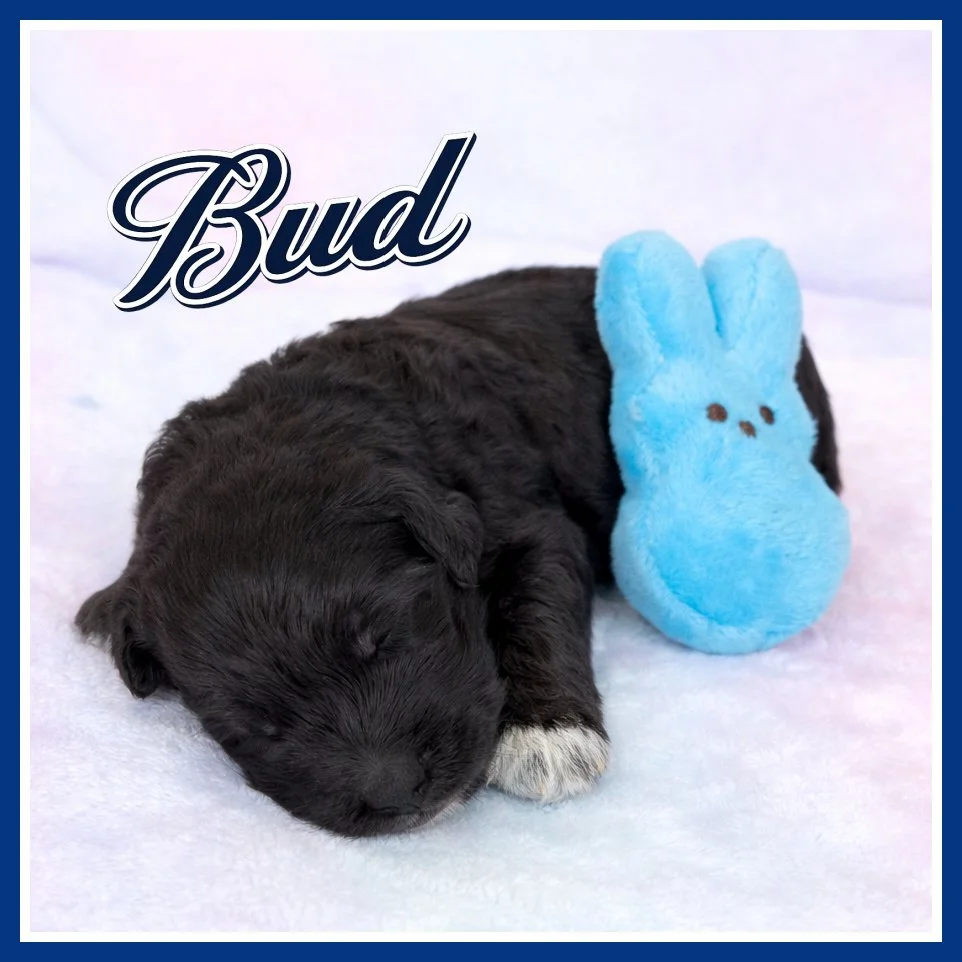 Bud 2 weeks old.jpg