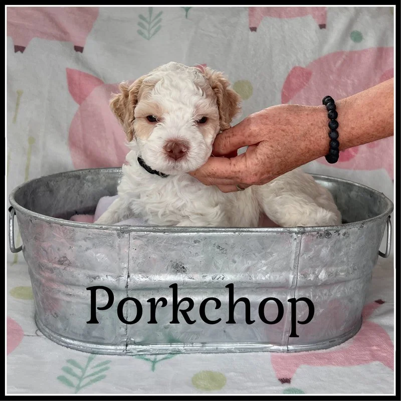 Percy Lagotto Puppy 5 weeks old.jpg
