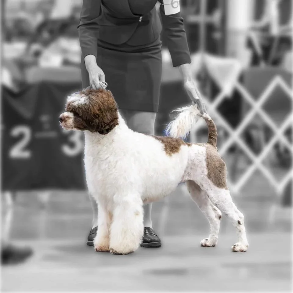 A woman with curly hair wearing a formal black suit and a number arm band, standing with a large, white and brown fluffy dog at a dog show event.