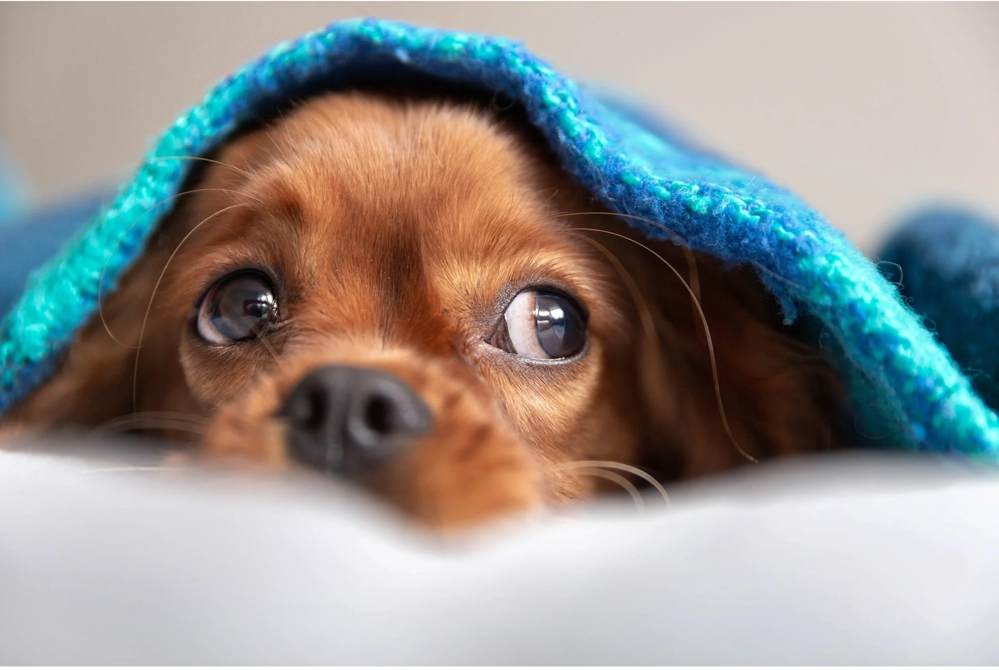 Does Your Dog Really Need 18 Hours of Sleep a Day?