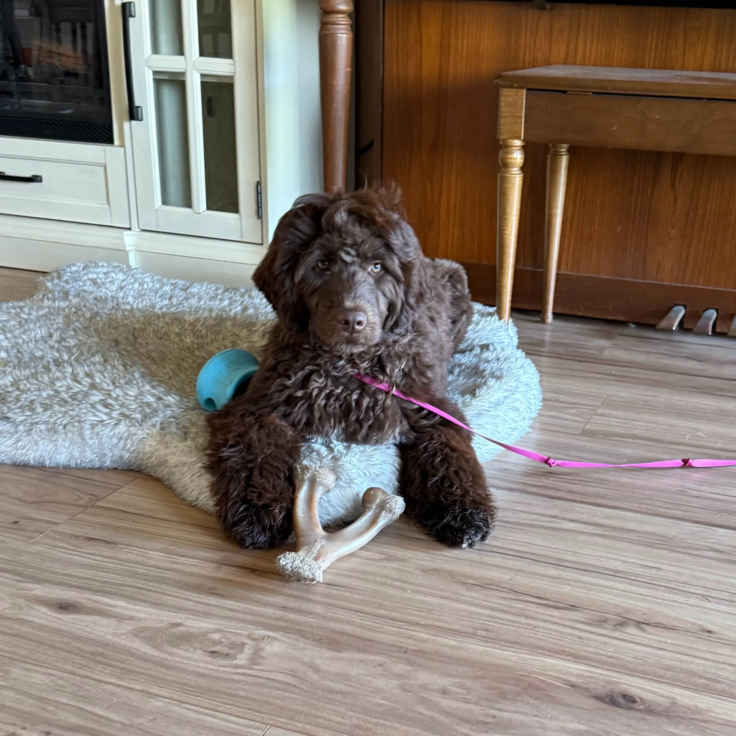 Tethering: A Simple Tool for a Calmer Puppy