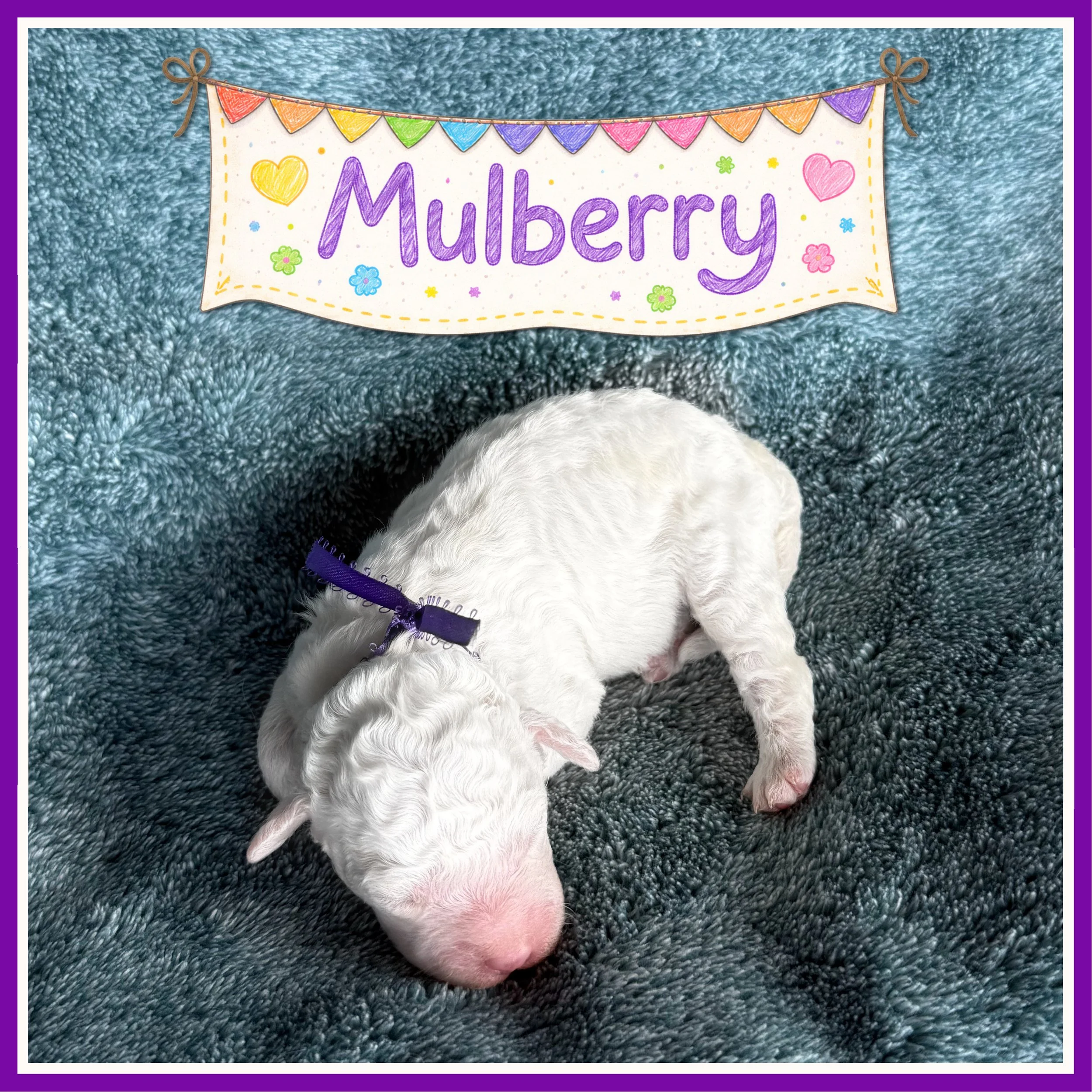 Purple - Mulberry Boy One Week Old.jpg