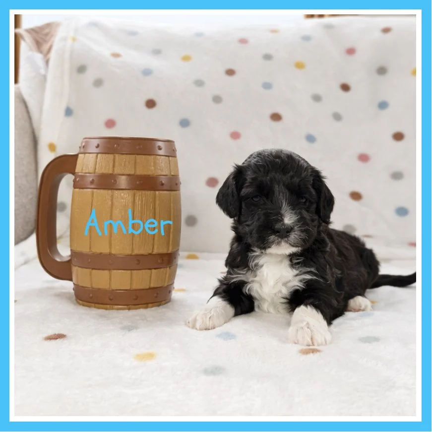 Amber 4 weeks old.jpg