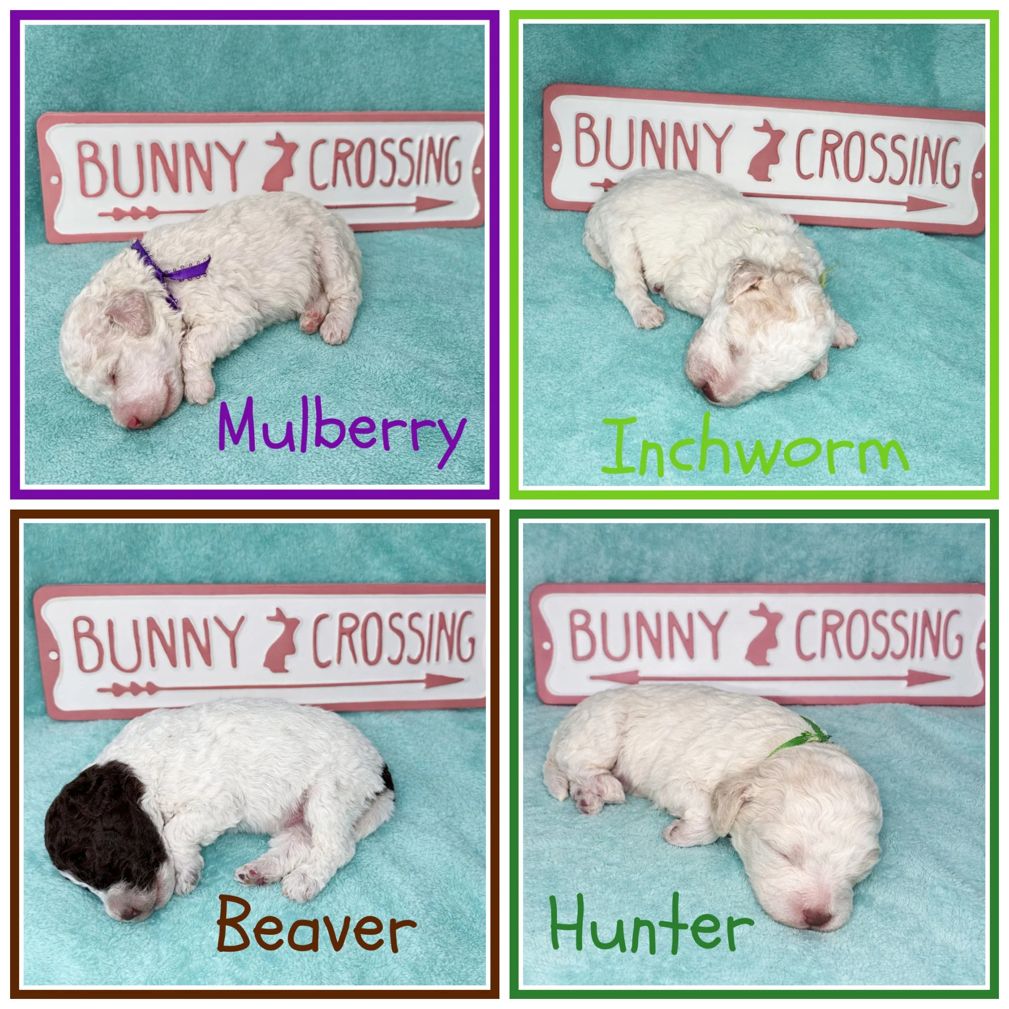 Lagotto Puppy Available.jpg