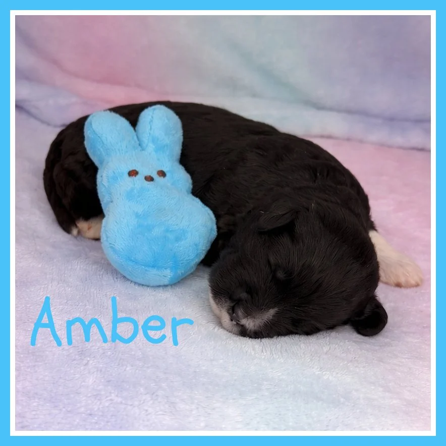 Amber 2 weeks old.jpg