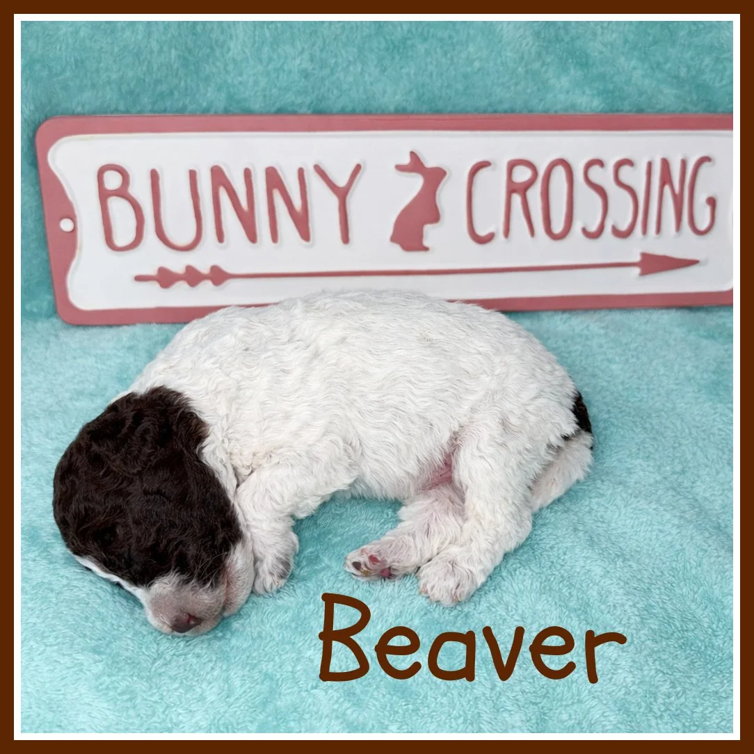 Beaver - Brown 2 weeks old.jpg