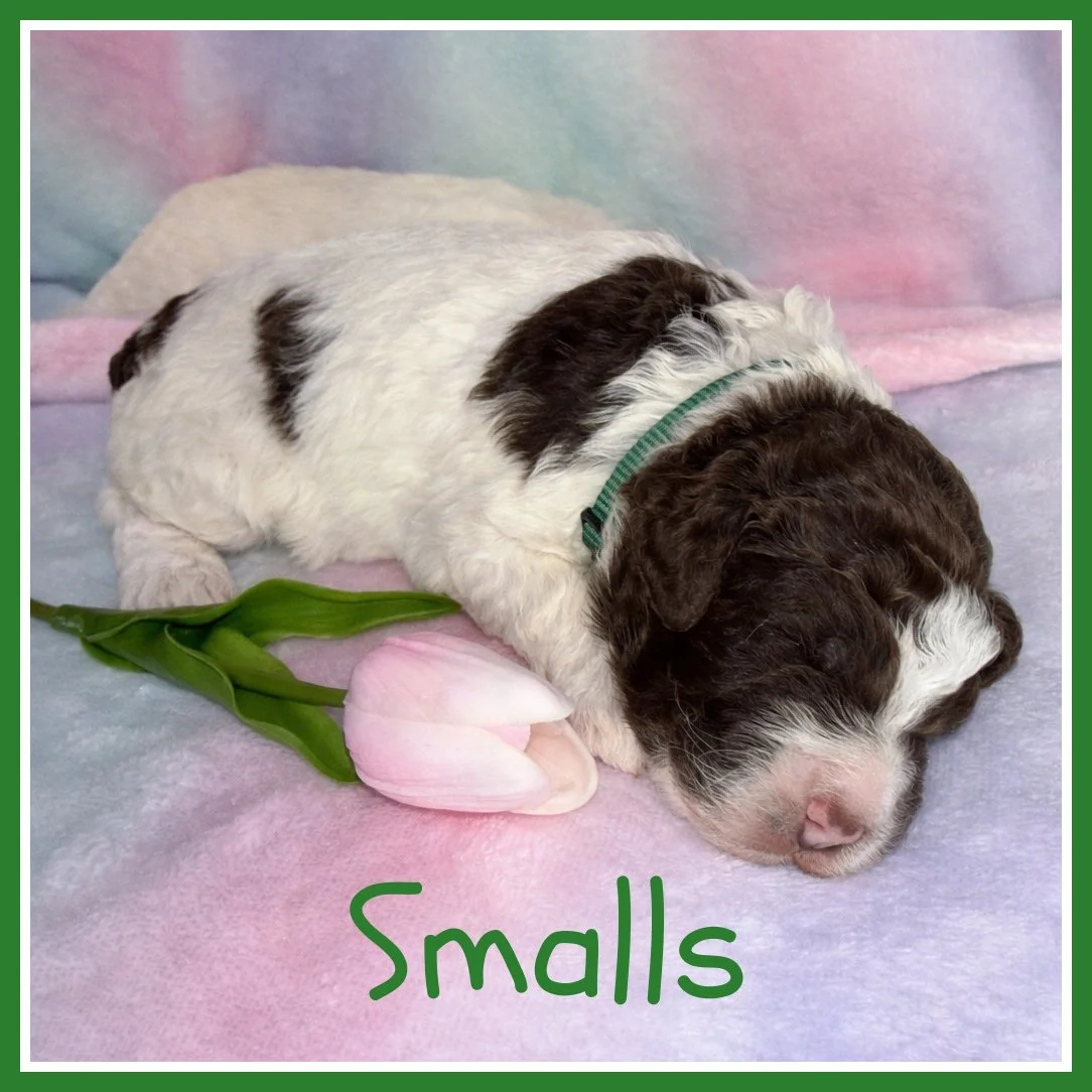 1 Smalls Green 2 weeks old.jpg